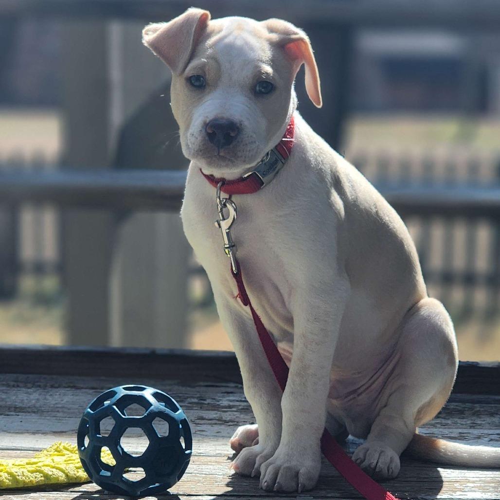 Enlarge Kane, a Adoptable Mixed Breed in Winston Salem, NC image 3/6