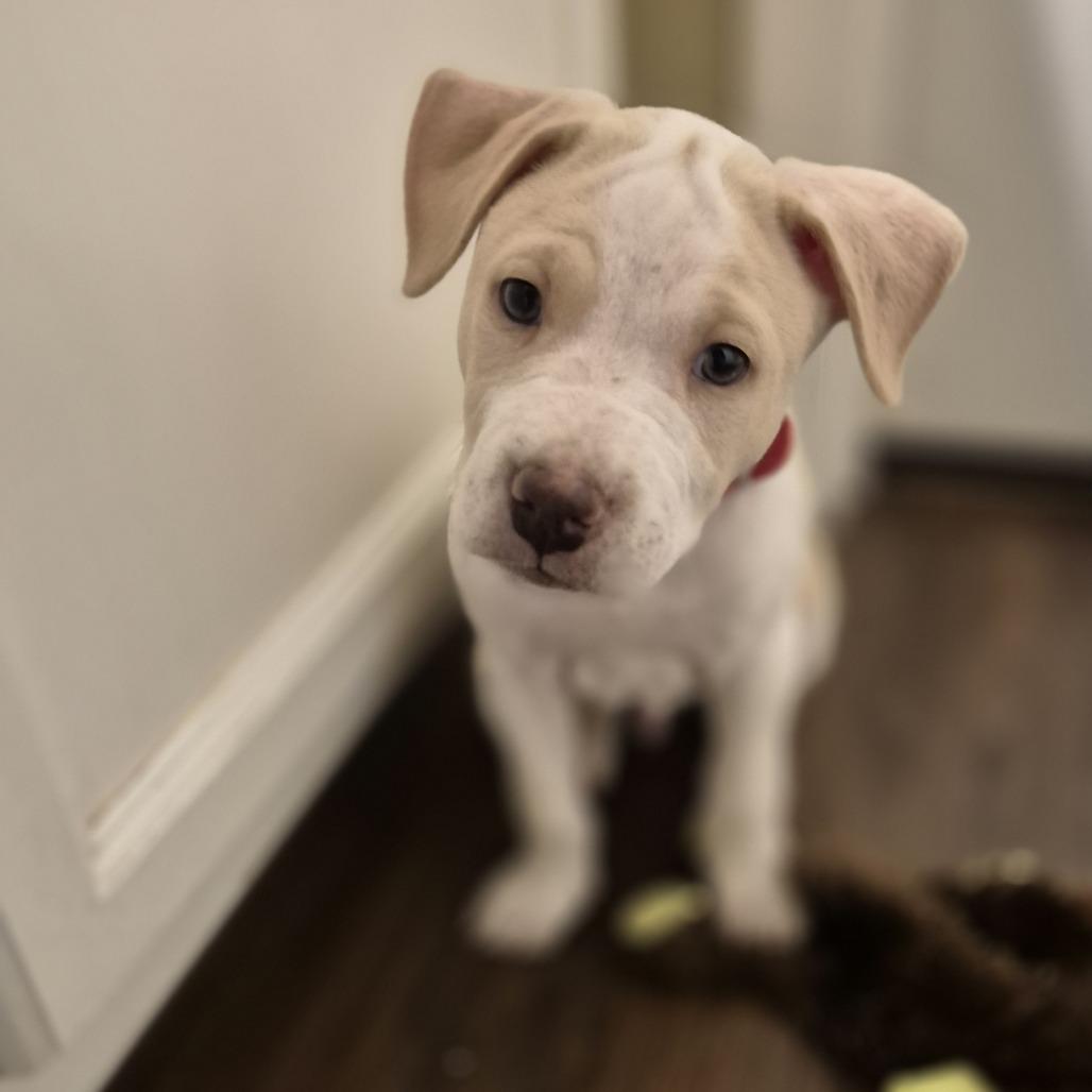 Enlarge Kane, a Adoptable Mixed Breed in Winston Salem, NC image 4/6