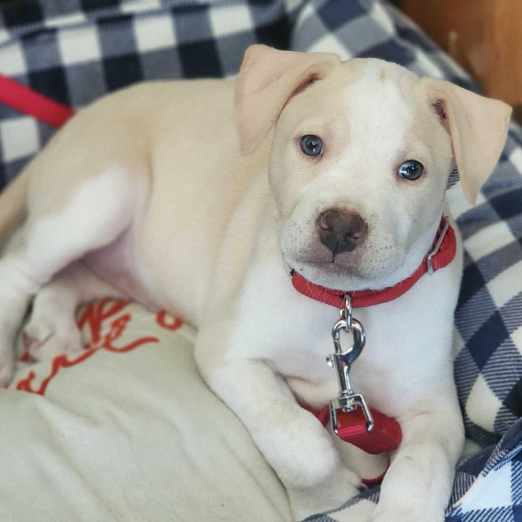 Enlarge Kane, a Adoptable Mixed Breed in Winston Salem, NC image 4/6