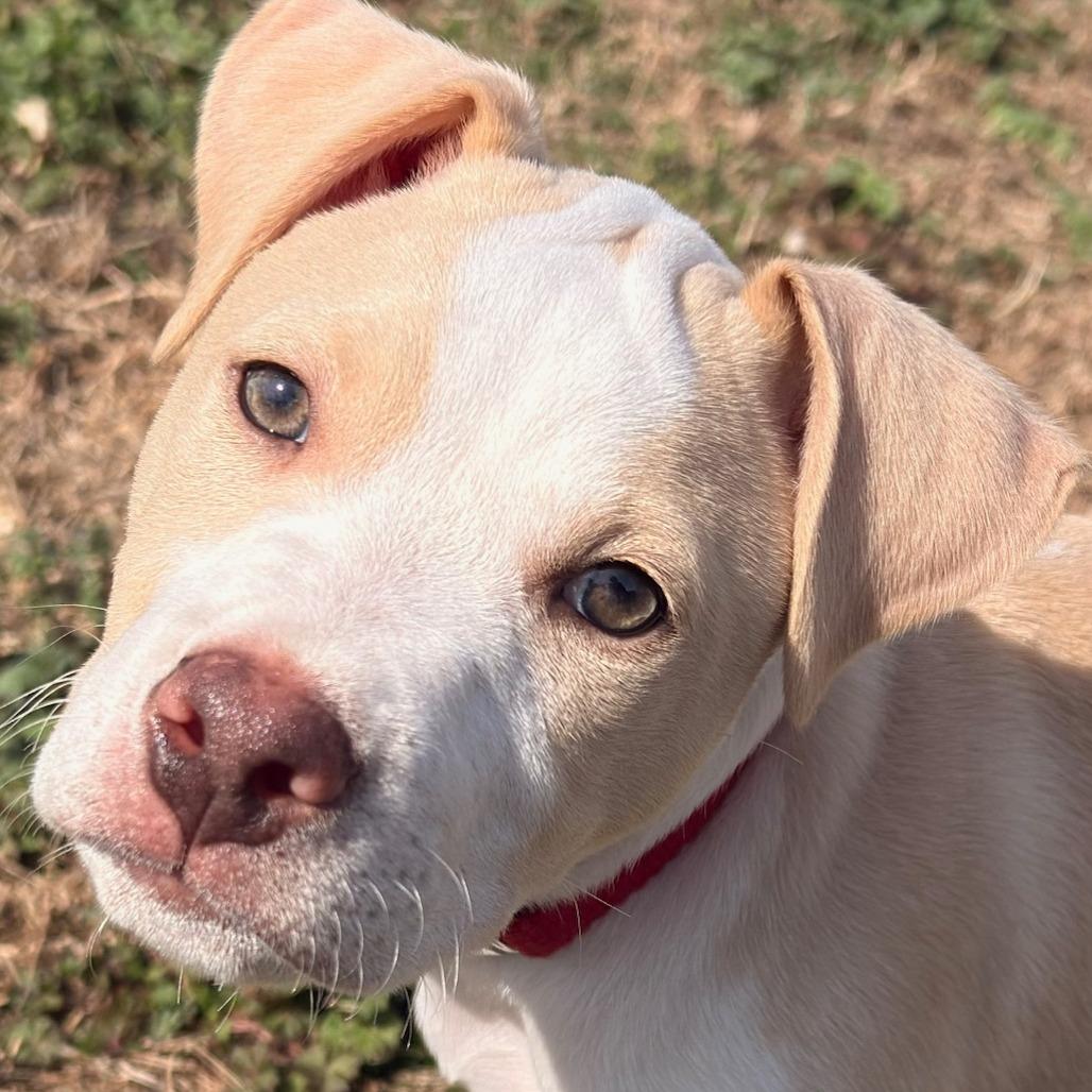 Enlarge Kane, a Adoptable Mixed Breed in Winston Salem, NC image 5/6