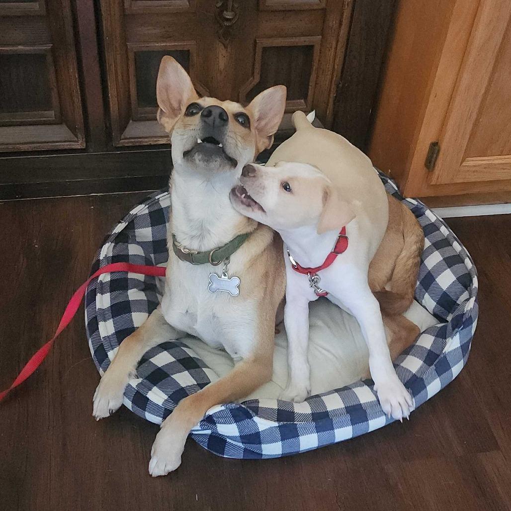 Enlarge Kane, a Adoptable Mixed Breed in Winston Salem, NC image 6/6