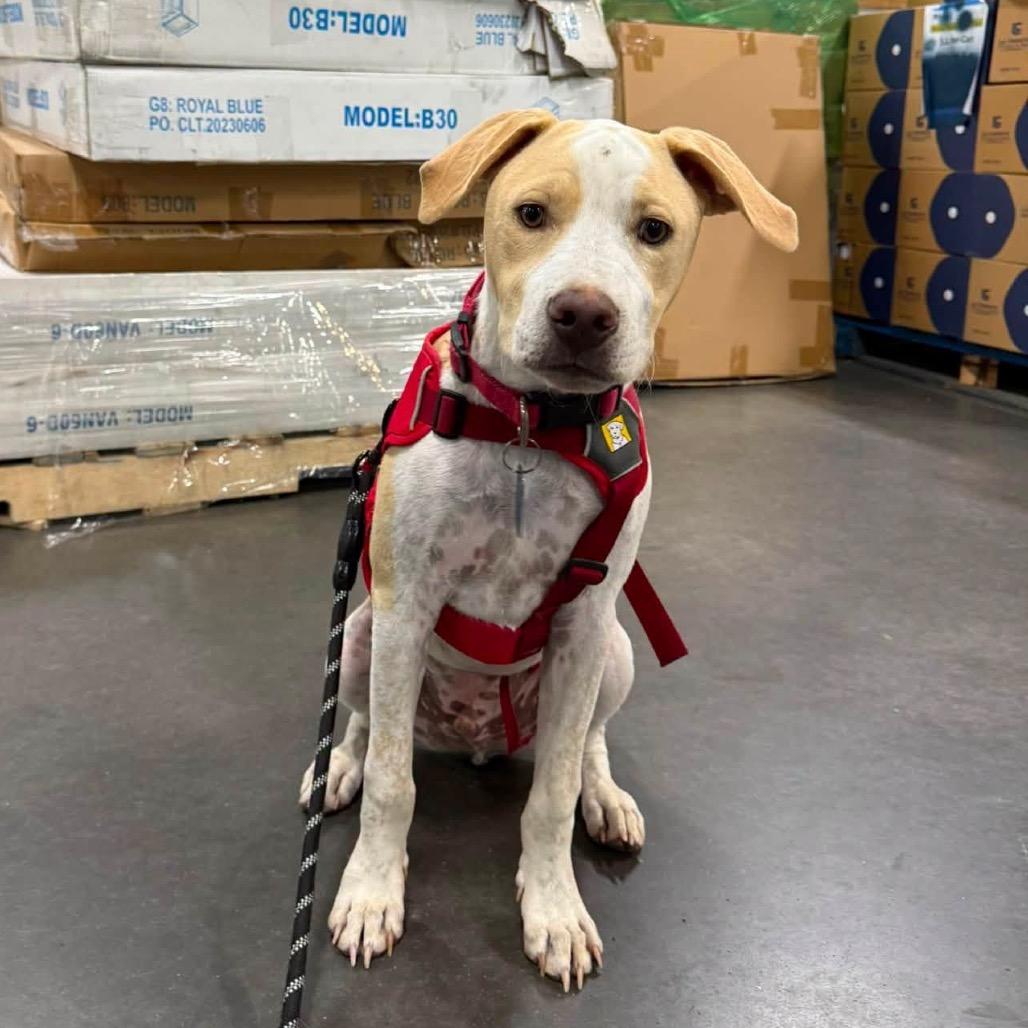 Enlarge Kane, a Adoptable Mixed Breed in Winston Salem, NC image 6/6