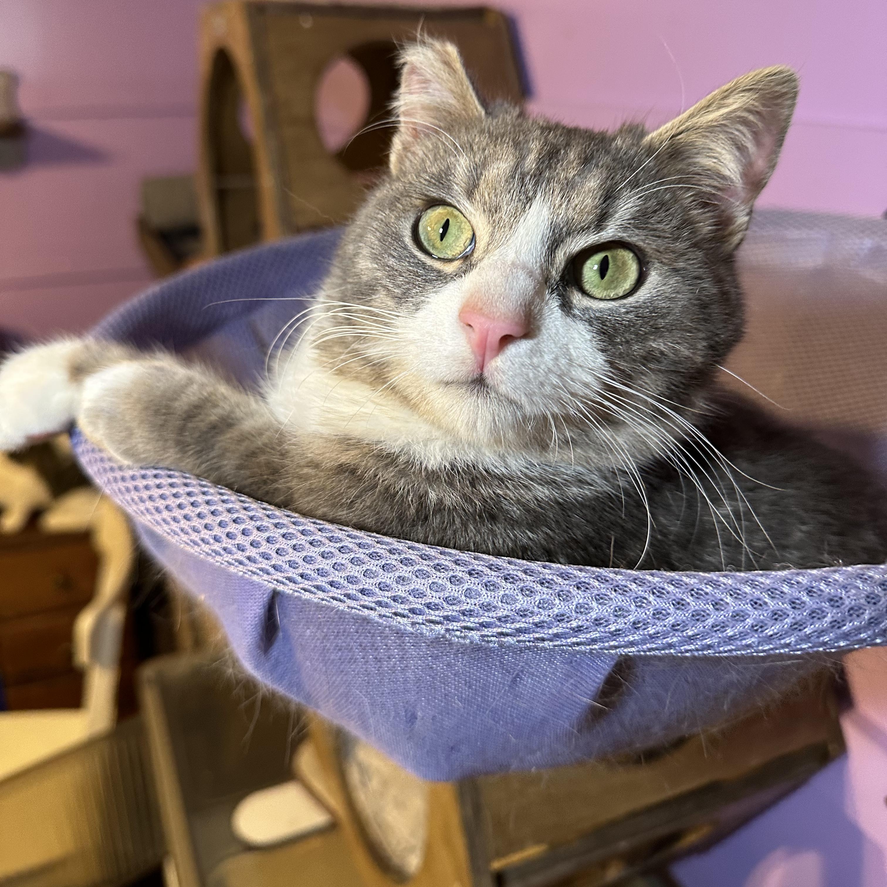 Enlarge Benny Boy (The Comedian), an adopted Domestic Short Hair in Decatur, GA image 4/6