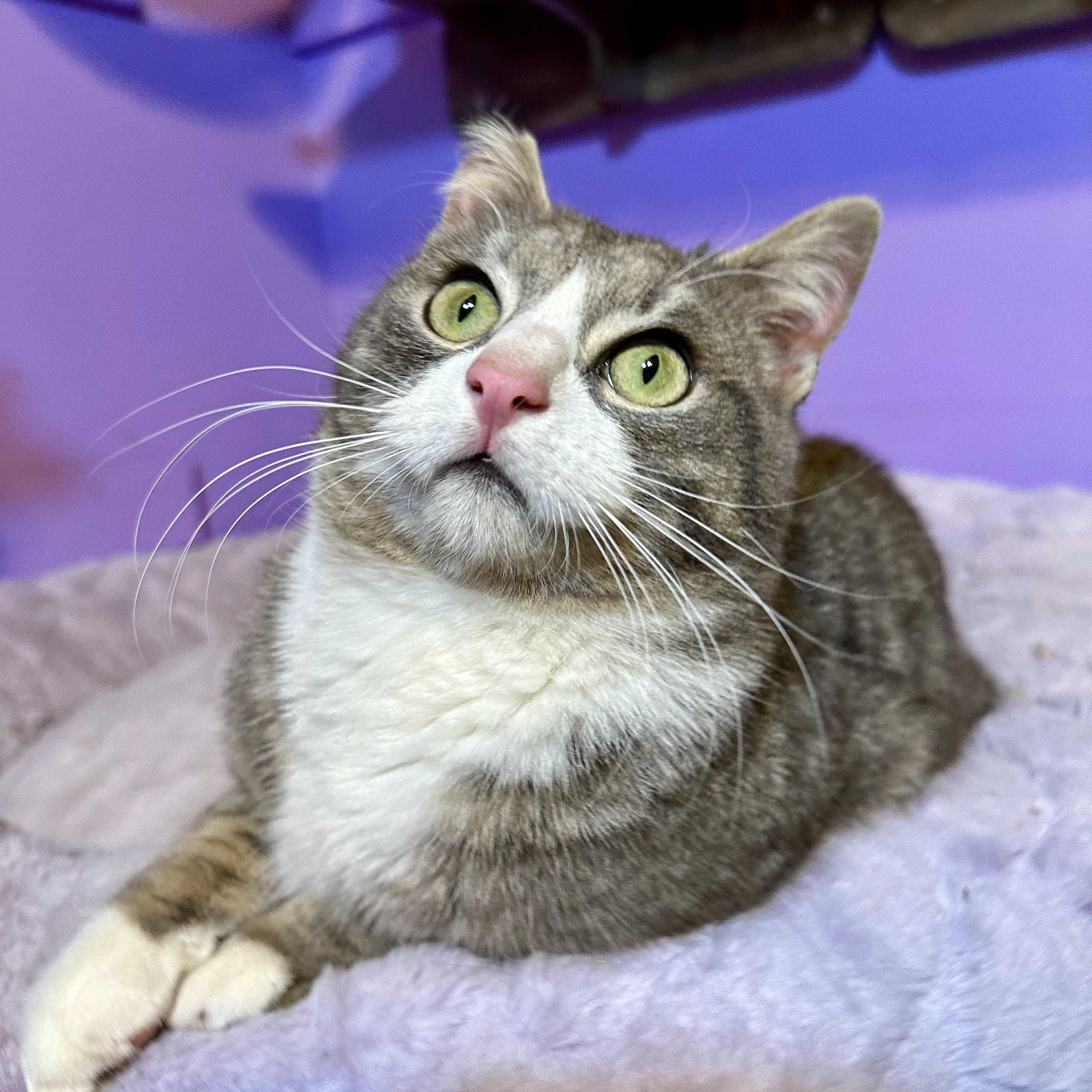 Enlarge Benny Boy (The Comedian), an adopted Domestic Short Hair in Decatur, GA image 3/6