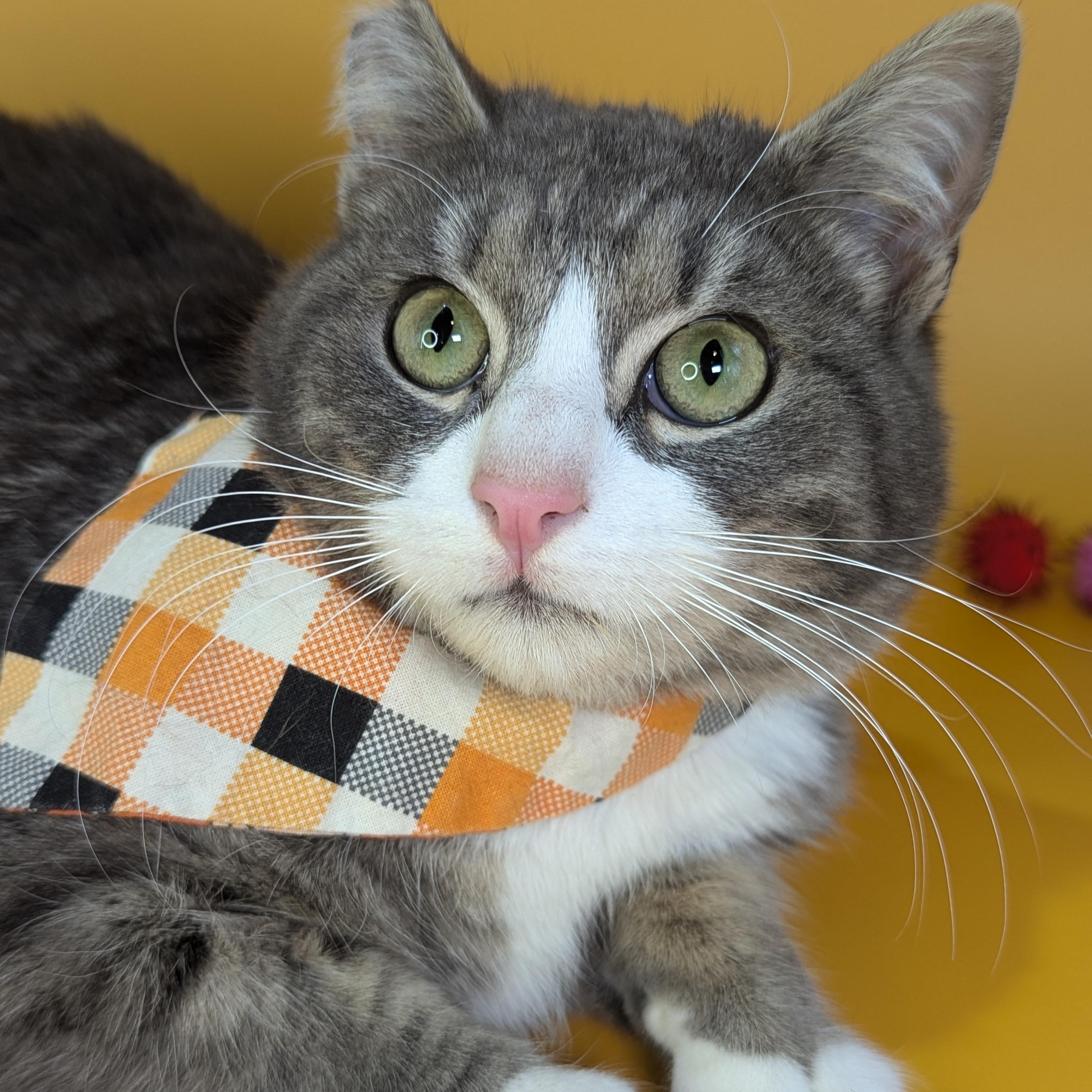 Enlarge Benny Boy (The Comedian), an adopted Domestic Short Hair in Decatur, GA image 1/6