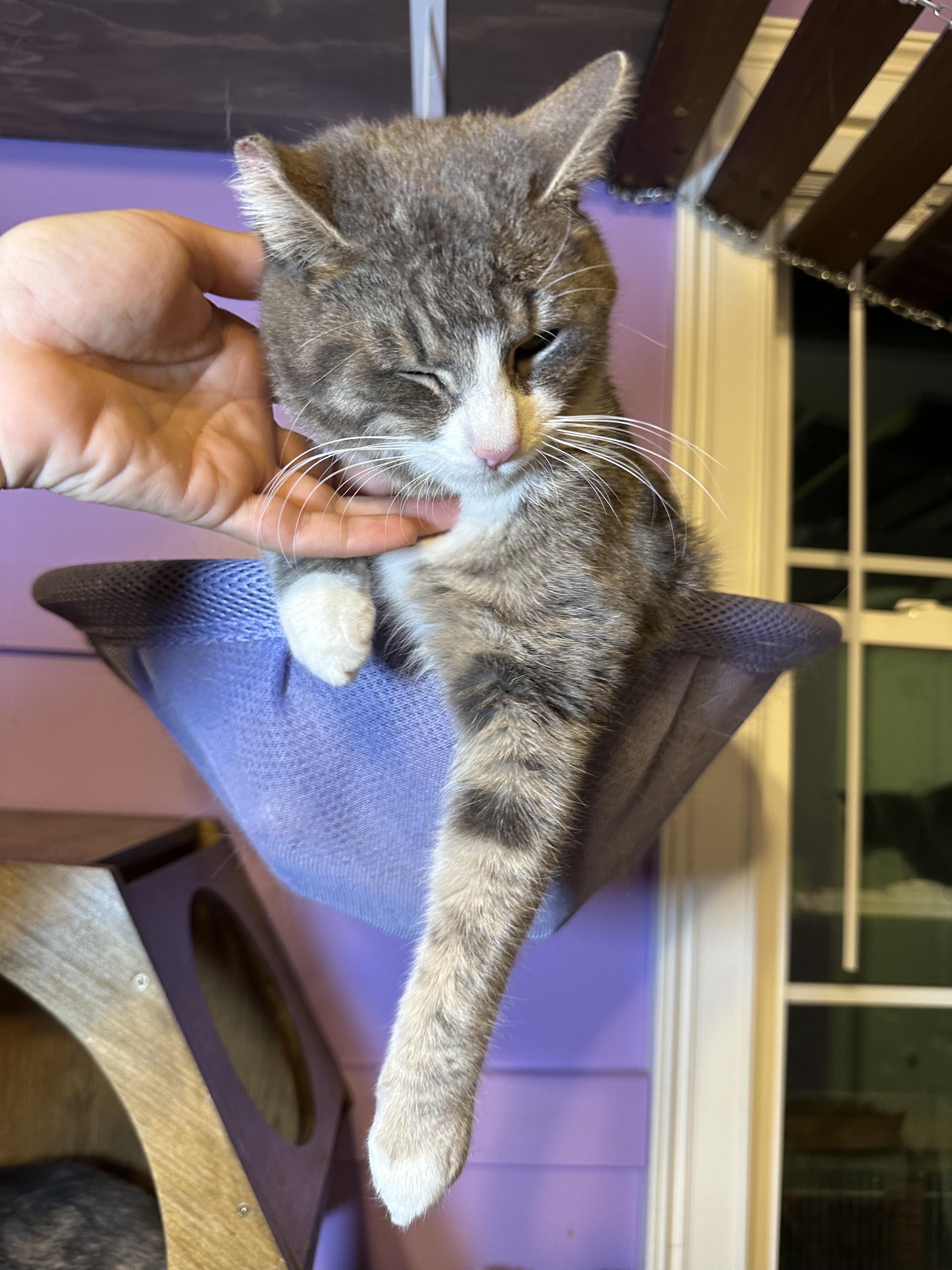 Enlarge Benny Boy (The Comedian), an adopted Domestic Short Hair in Decatur, GA image 6/6