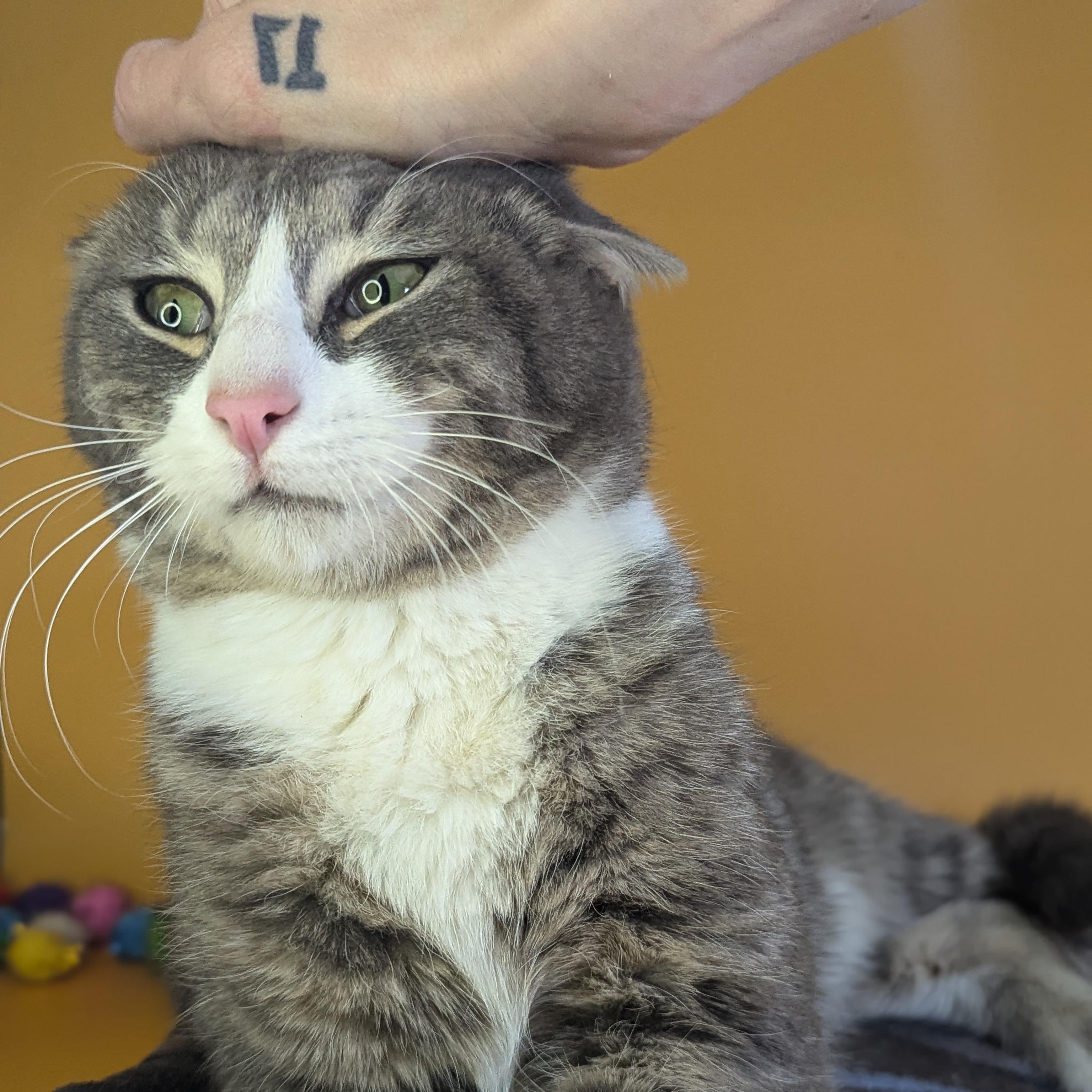 Enlarge Benny Boy (The Comedian), an adopted Domestic Short Hair in Decatur, GA image 5/6