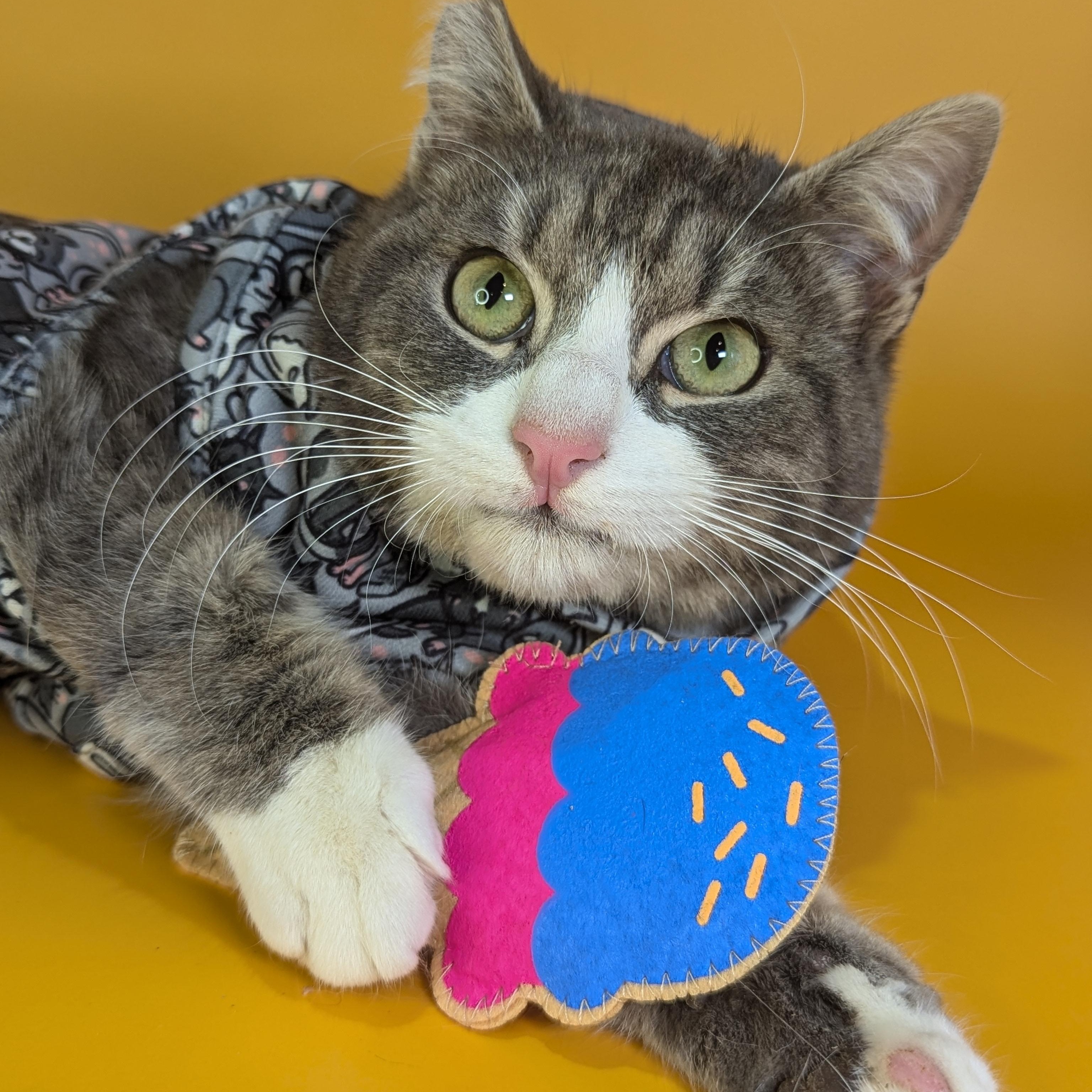 Enlarge Benny Boy (The Comedian), an adopted Domestic Short Hair in Decatur, GA image 2/6