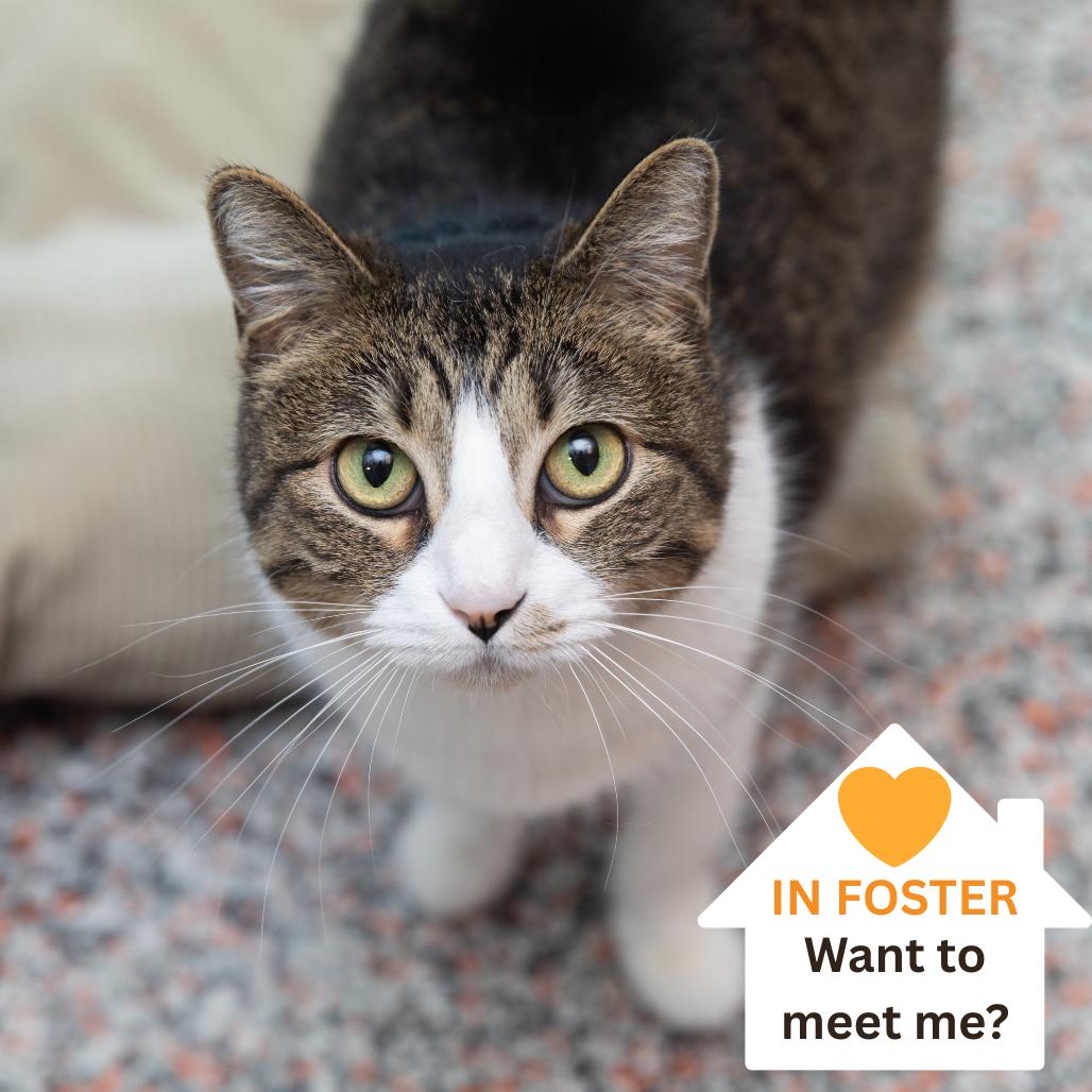 Enlarge Richie, a Adoptable Domestic Short Hair in Salt Lake City, UT image 1/4