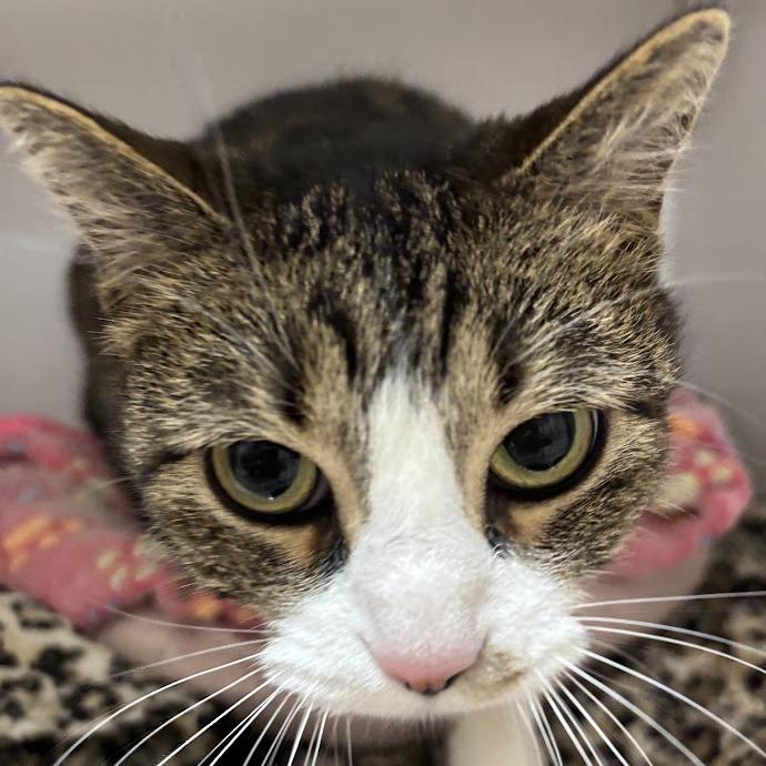 Enlarge Richie, a Adoptable Domestic Short Hair in Salt Lake City, UT image 2/4