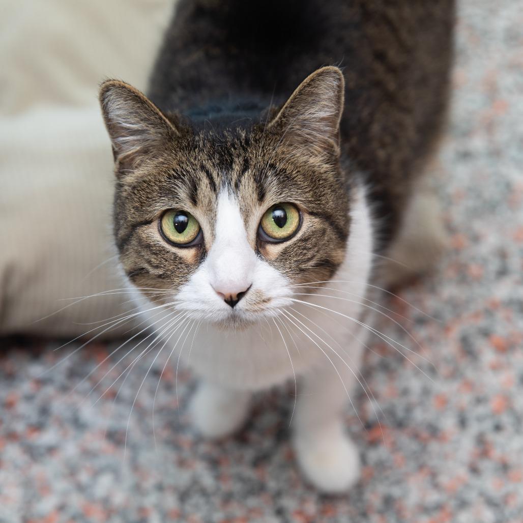 Enlarge Richie, a Adoptable Domestic Short Hair in Salt Lake City, UT image 3/4