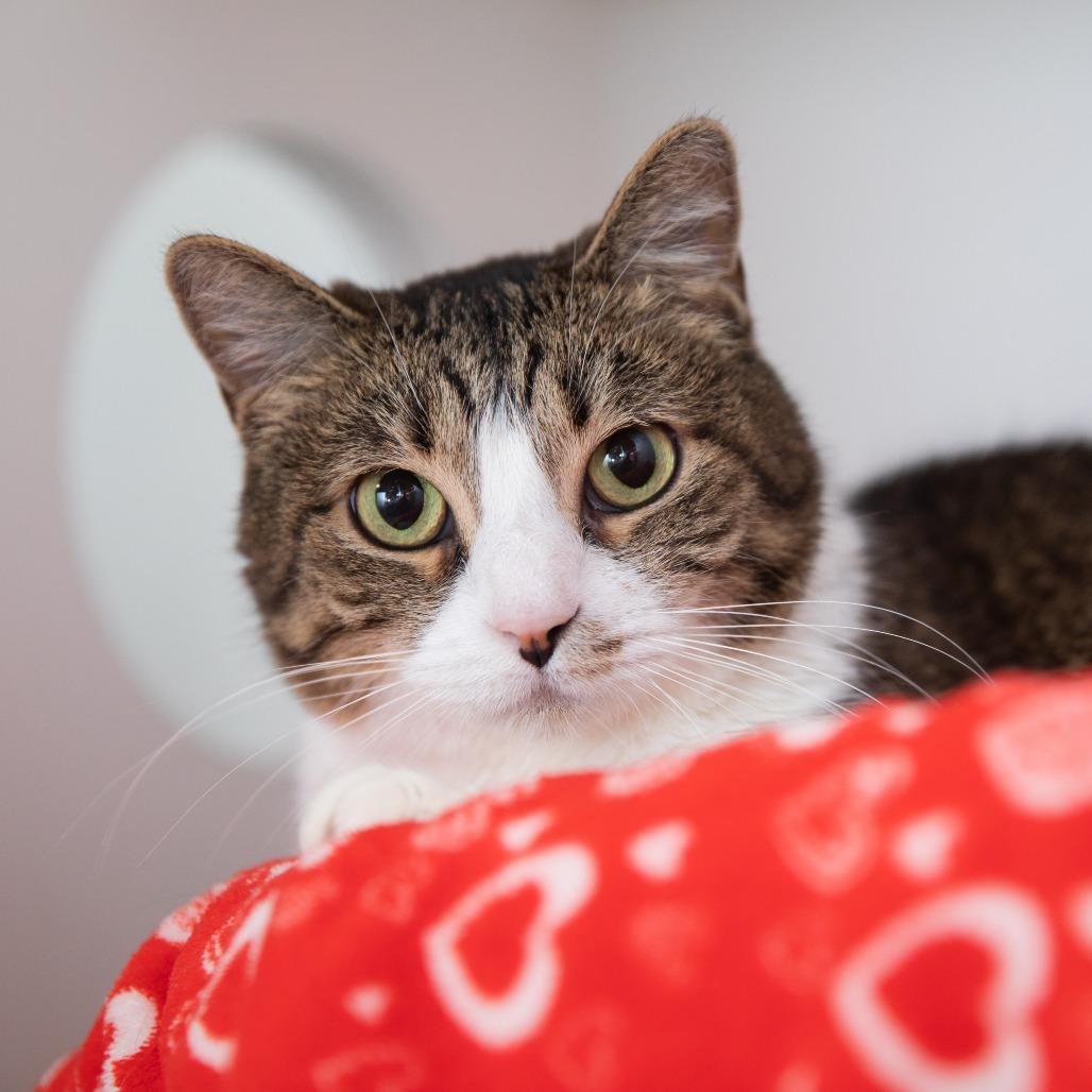 Enlarge Richie, a Adoptable Domestic Short Hair in Salt Lake City, UT image 4/4
