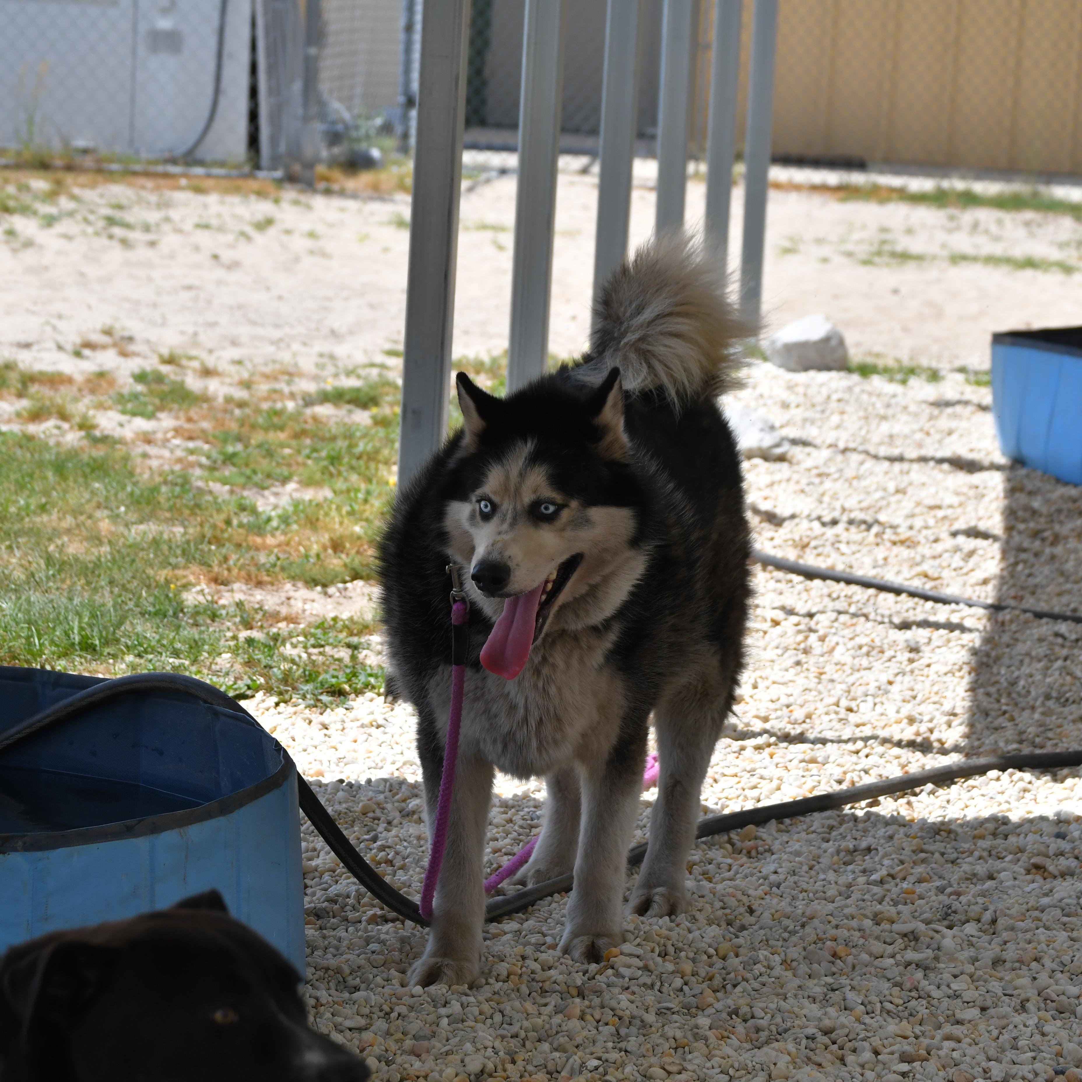 Max, adopted, Adult Male Husky.