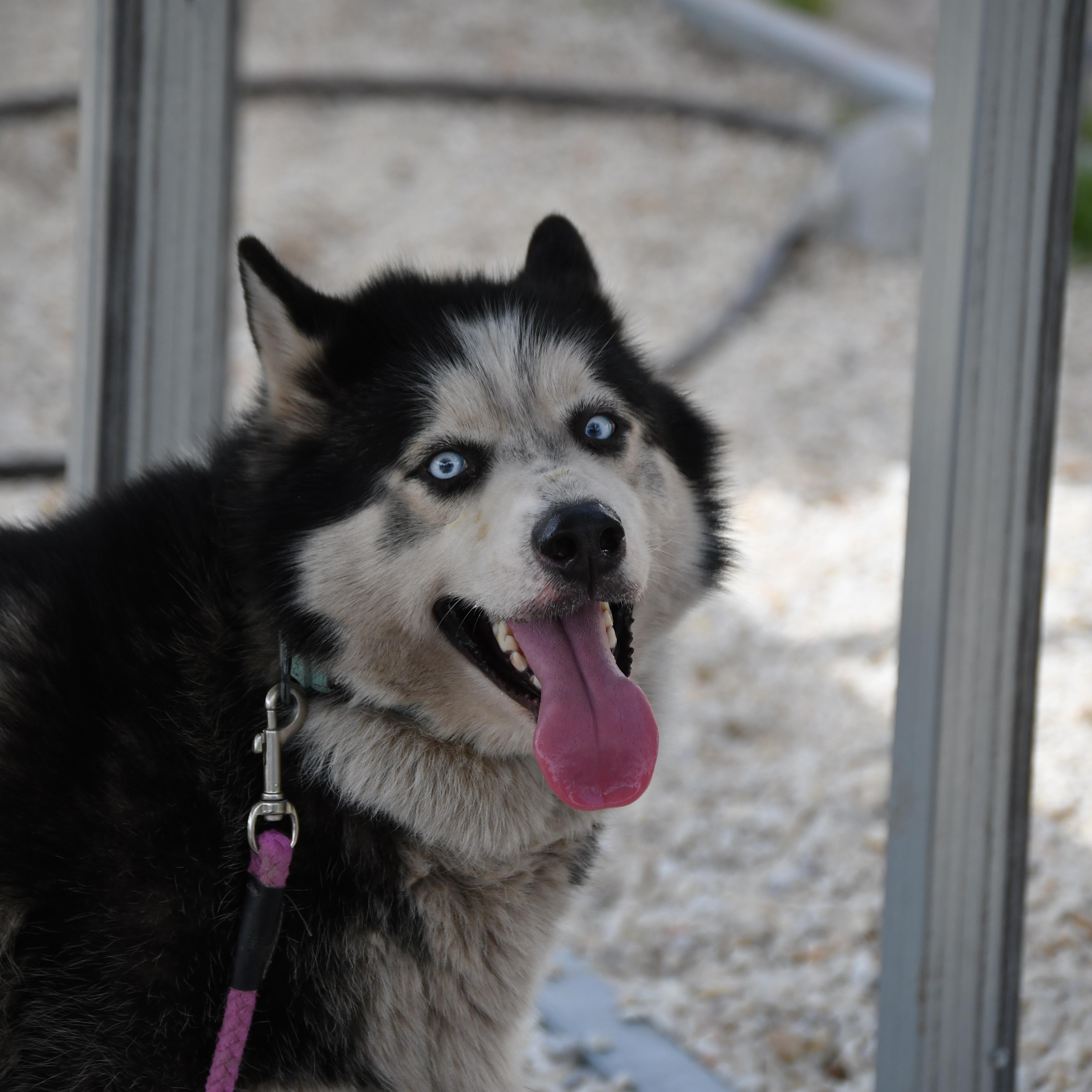 Enlarge Max, an adopted Husky in Defuniak Springs, FL image 5/5