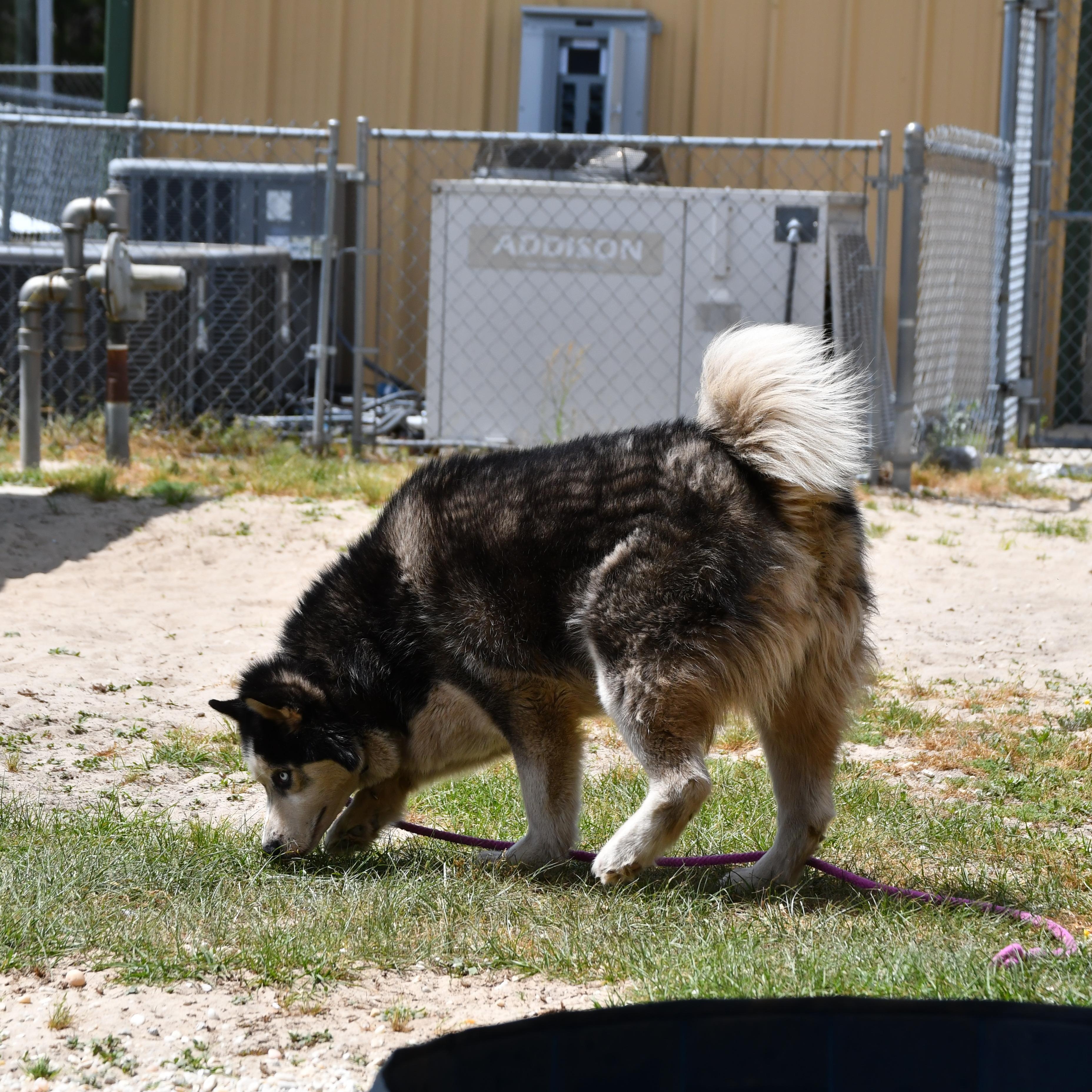 Enlarge Max, an adopted Husky in Defuniak Springs, FL image 3/5