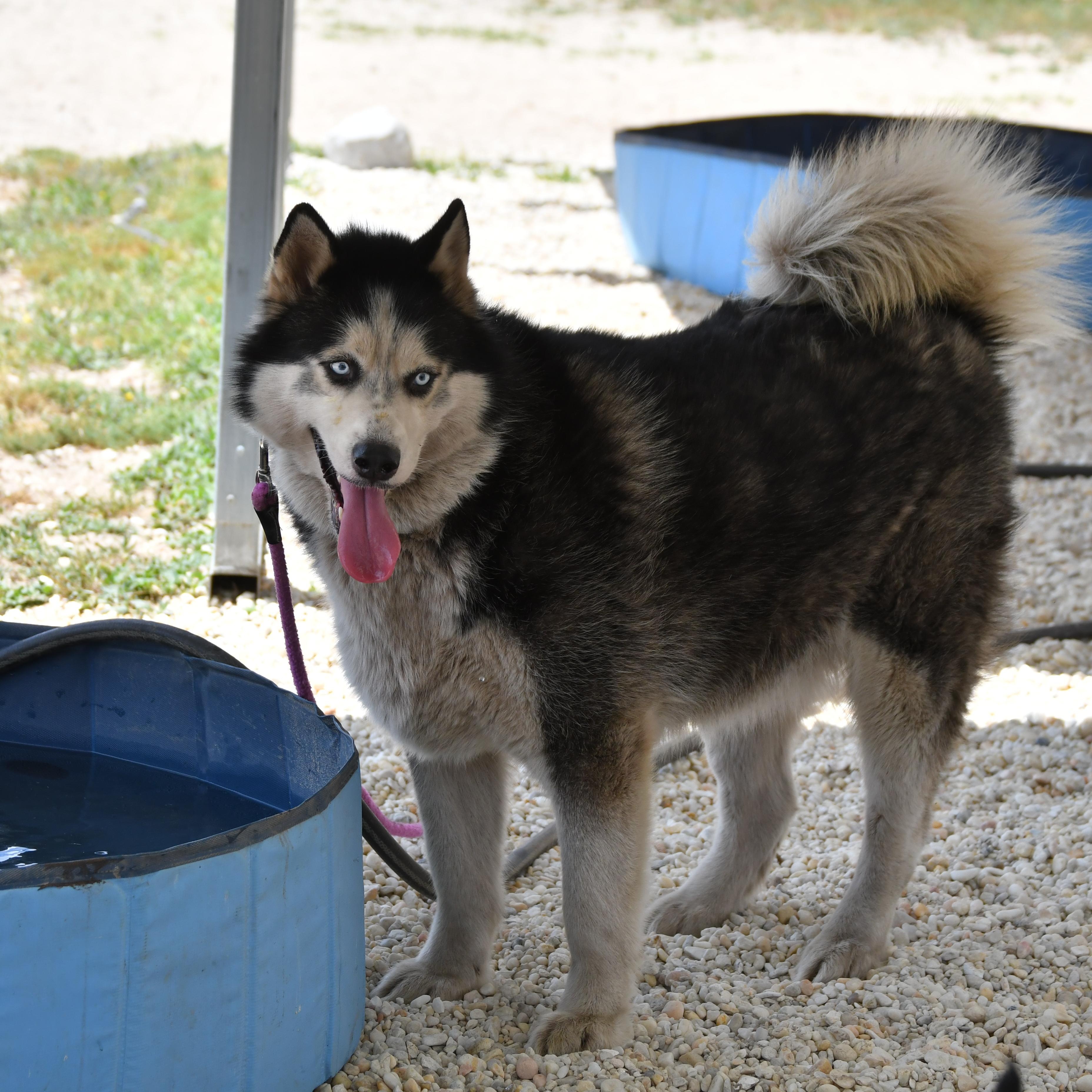 Enlarge Max, an adopted Husky in Defuniak Springs, FL image 2/5