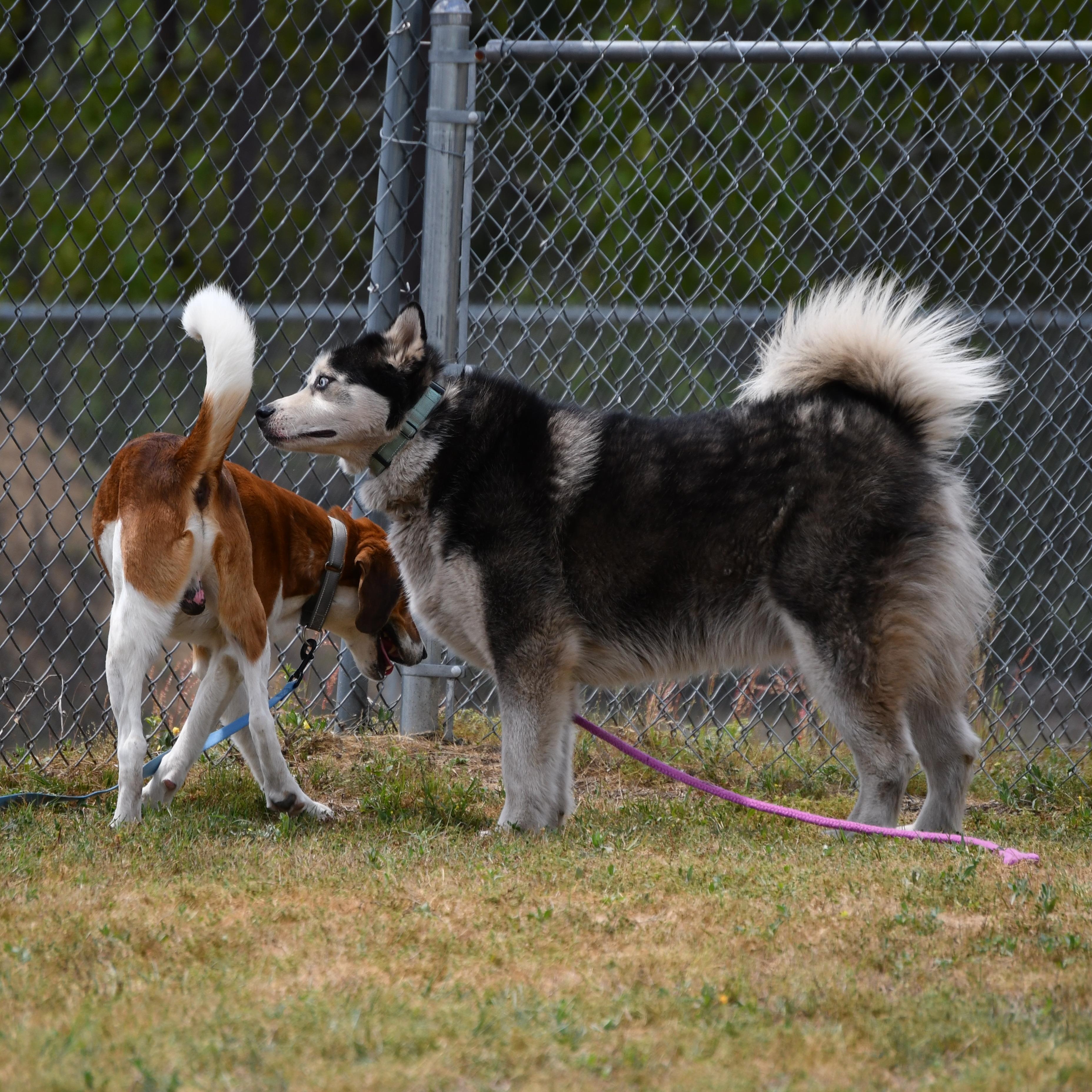 Enlarge Max, an adopted Husky in Defuniak Springs, FL image 4/5