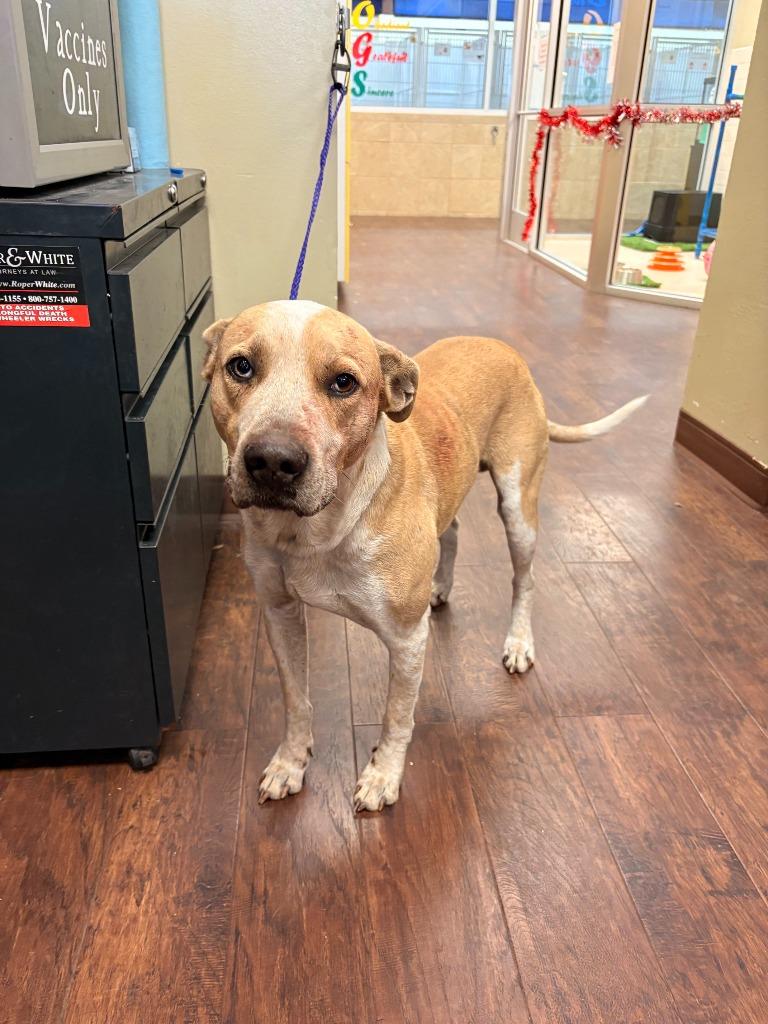 Dog Kennel #33 Kash, Adoptable, Adult Male Catahoula Leopard Dog & Mixed Breed.