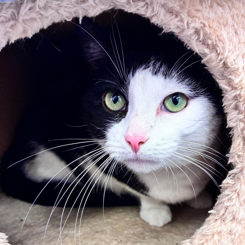 Enlarge Miss M, a Adoptable Domestic Short Hair in Dayton, OH image 1/6