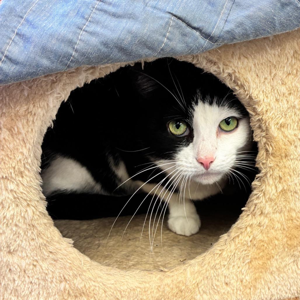 Enlarge Miss M, a Adoptable Domestic Short Hair in Dayton, OH image 2/6