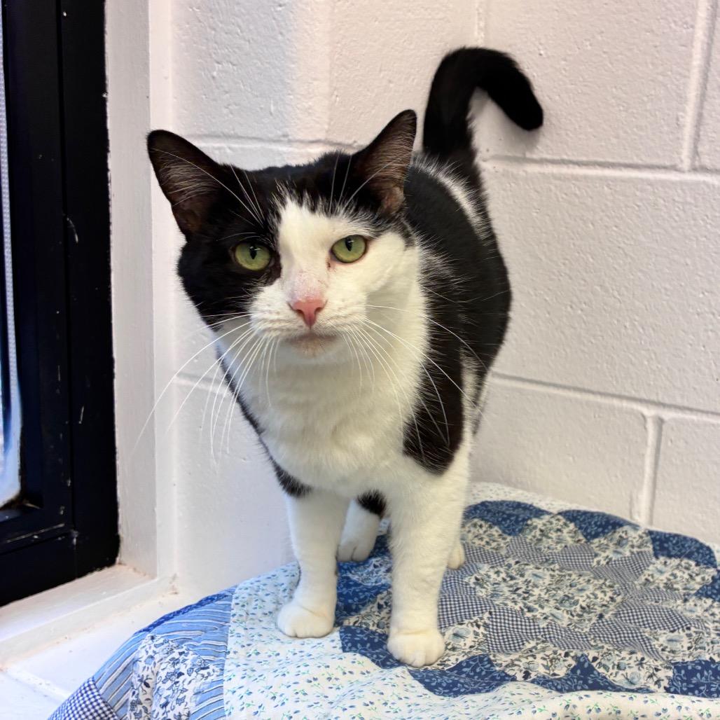 Enlarge Miss M, a Adoptable Domestic Short Hair in Dayton, OH image 3/6