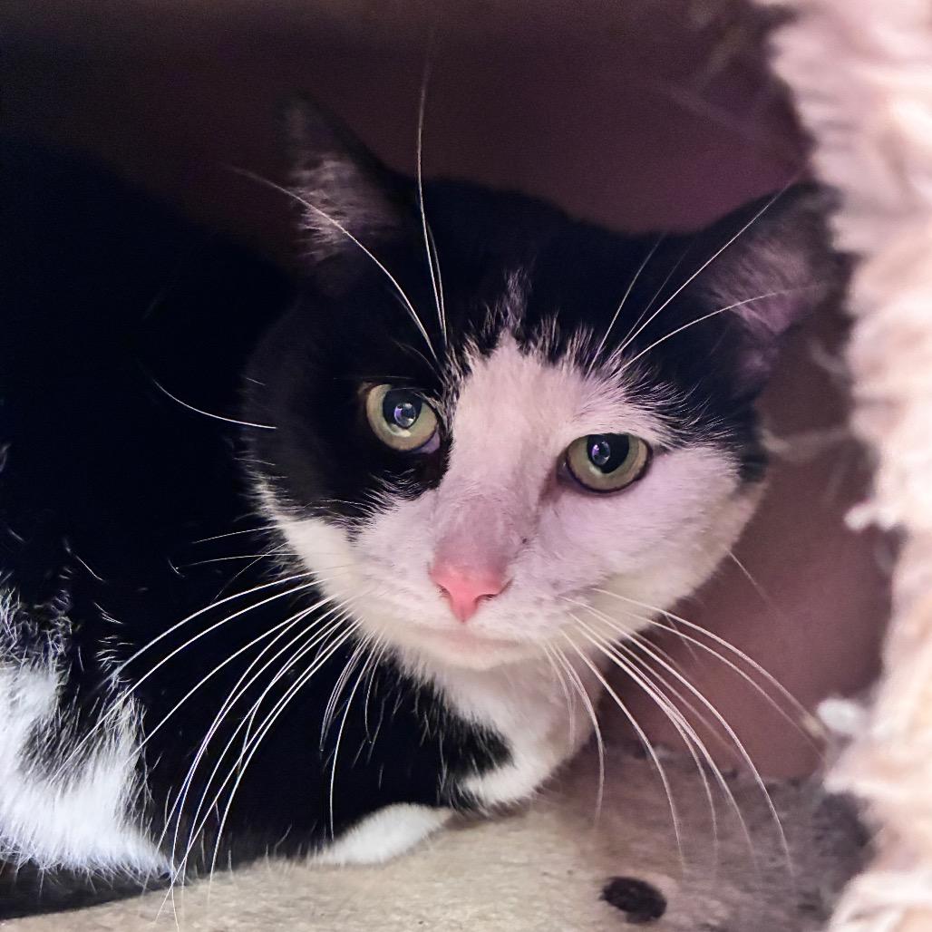 Enlarge Miss M, a Adoptable Domestic Short Hair in Dayton, OH image 4/6