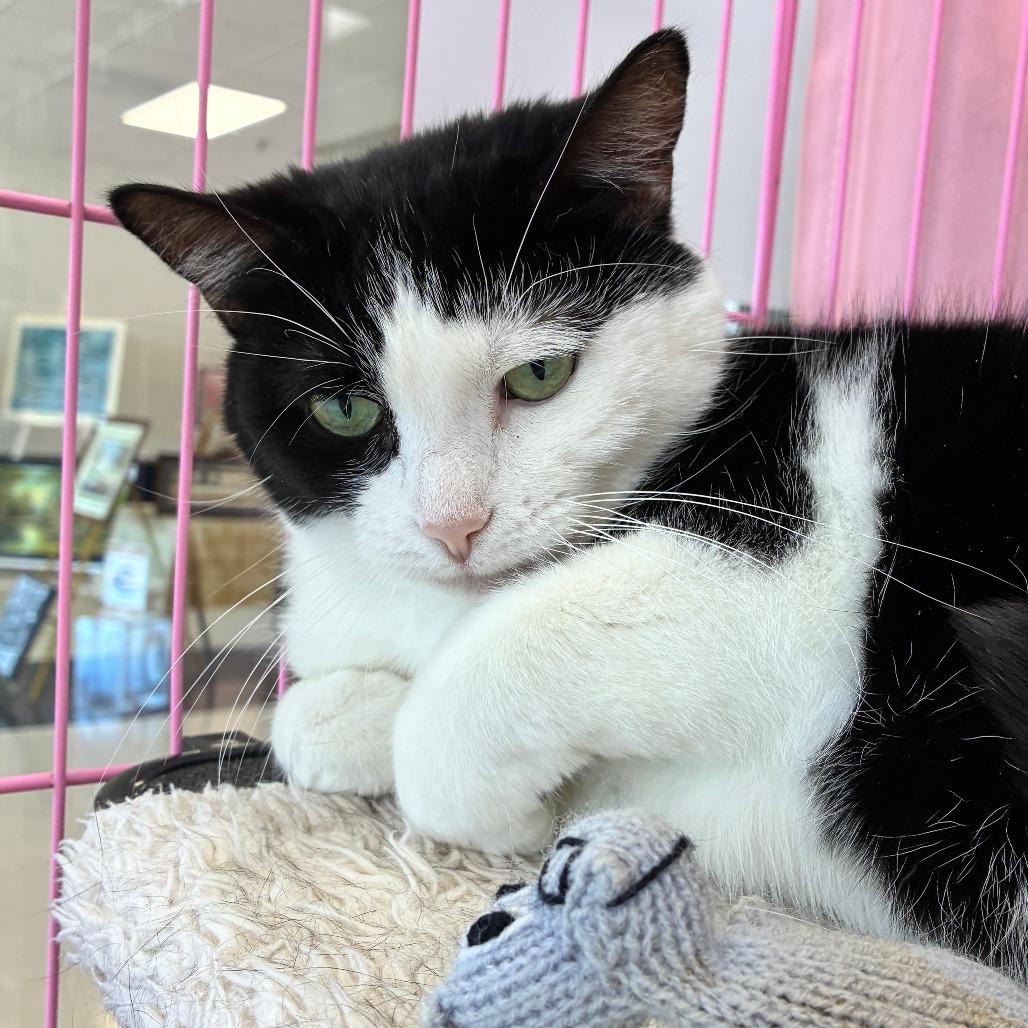Miss M, Adoptable, Senior Female Domestic Short Hair.
