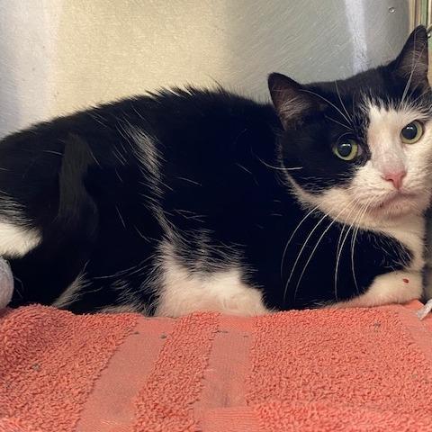 Miss M, Adoptable, Senior Female Domestic Short Hair.