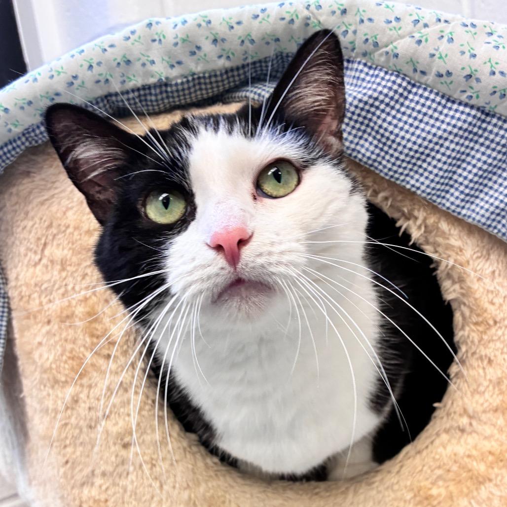 Enlarge Miss M, a Adoptable Domestic Short Hair in Dayton, OH image 6/6