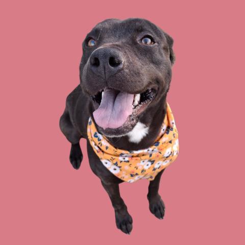 CHAN, Adoptable, Young Female Pit Bull Terrier & Mixed Breed.