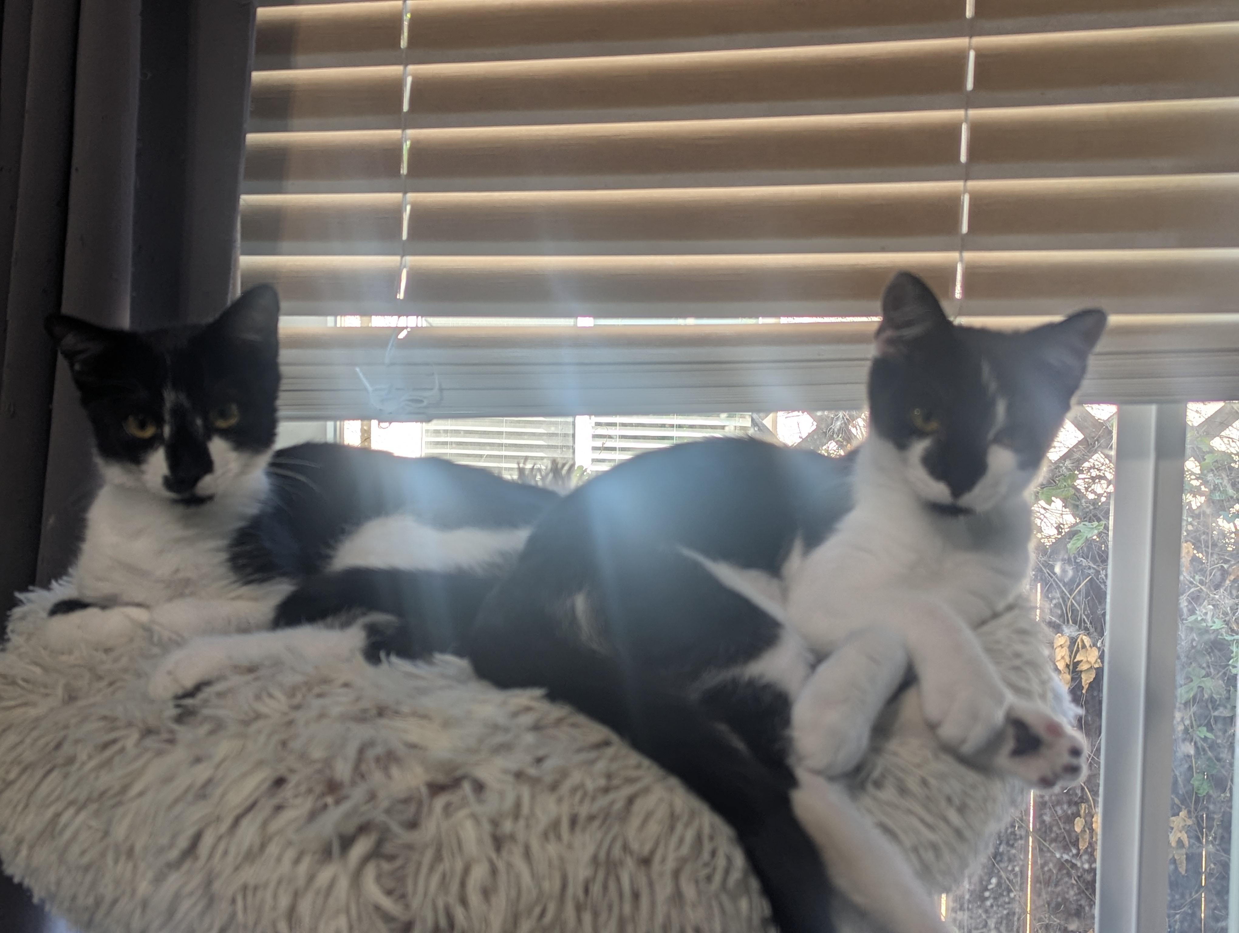 Enlarge Kalia, a Adopted Domestic Short Hair in Brentwood, CA image 2/5