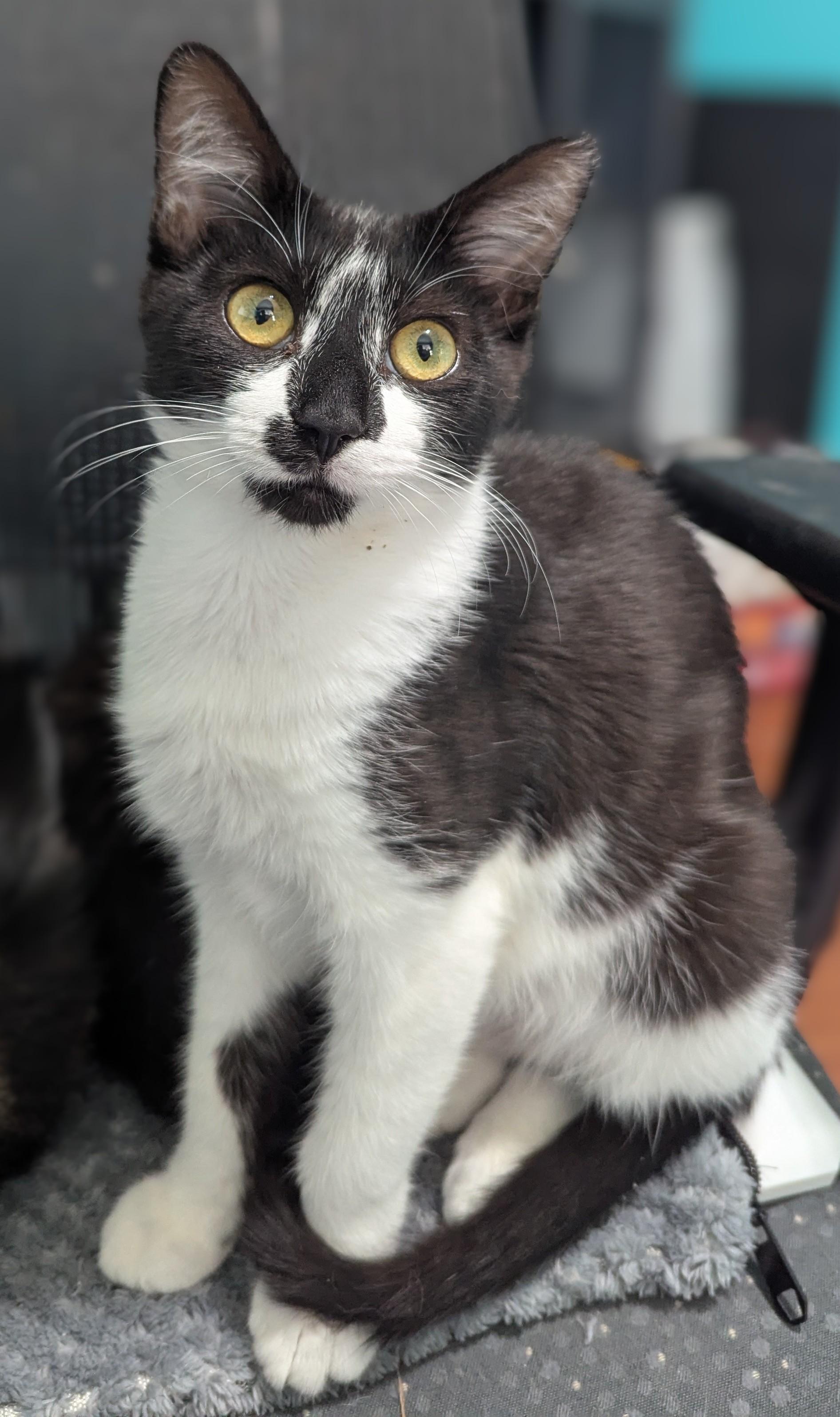 Enlarge Kalia, a Adopted Domestic Short Hair in Brentwood, CA image 3/5