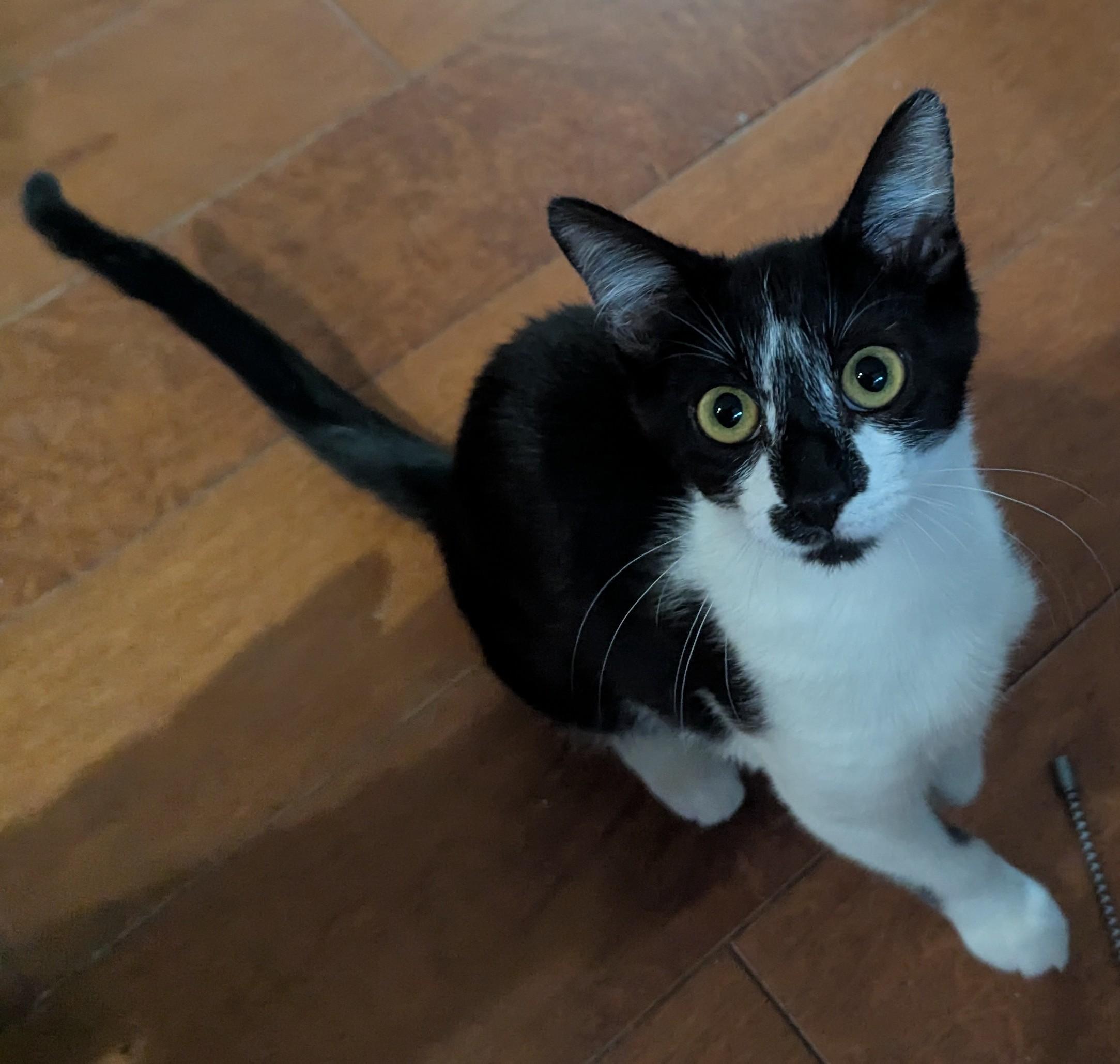 Enlarge Kalia, a Adopted Domestic Short Hair in Brentwood, CA image 4/5