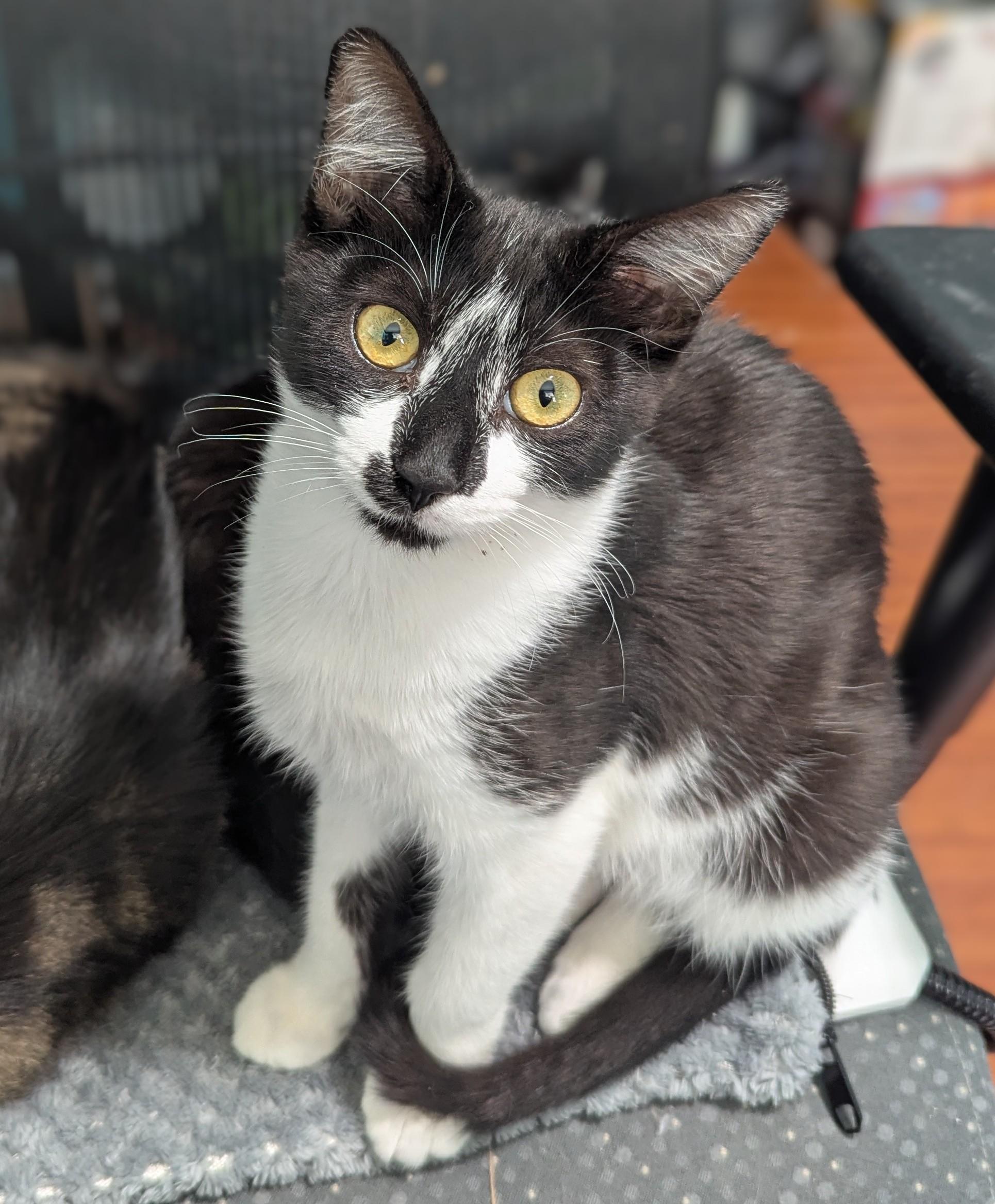 Enlarge Kalia, a Adopted Domestic Short Hair in Brentwood, CA image 5/5