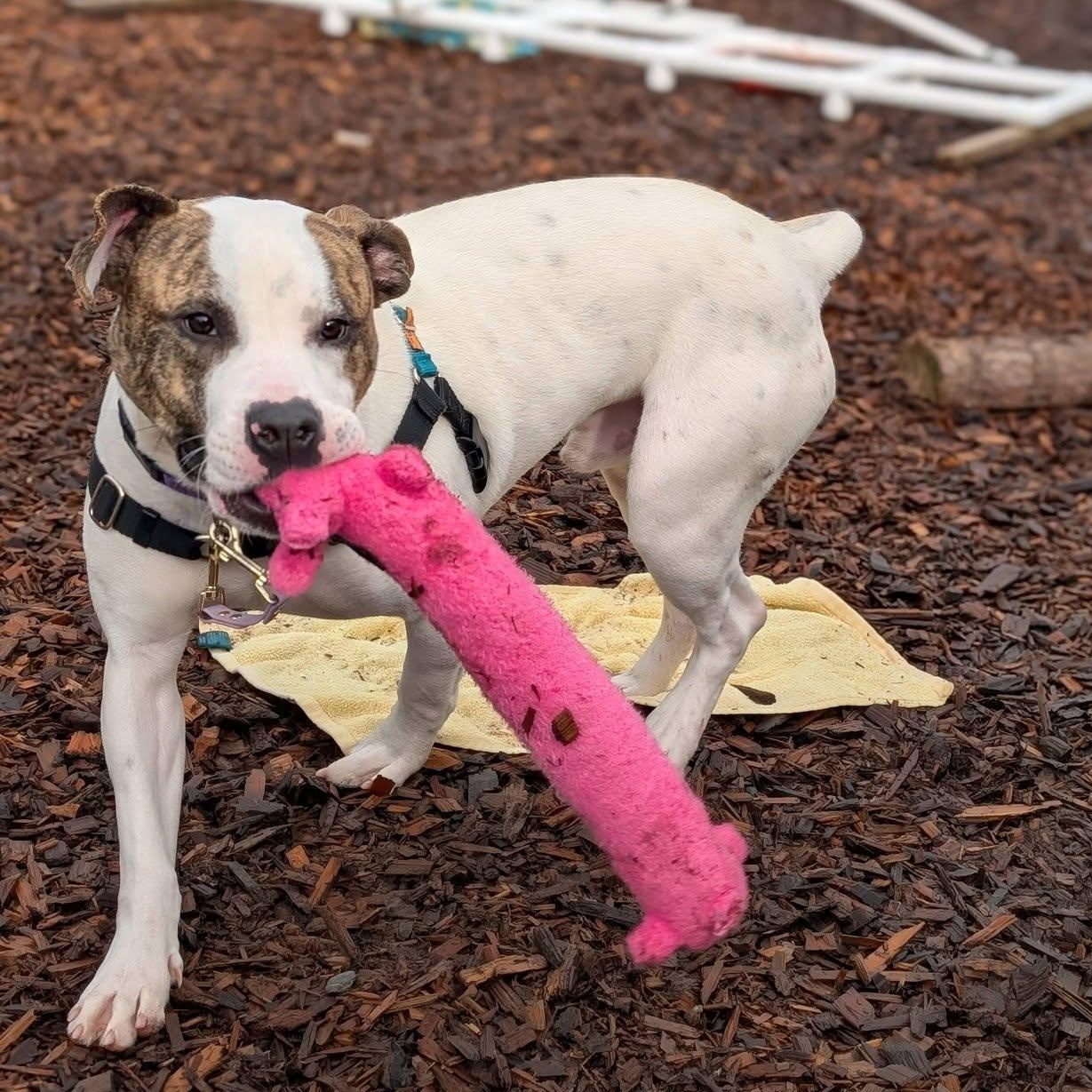 Hopscotch, ADOPTABLE, Young Male Mixed Breed.