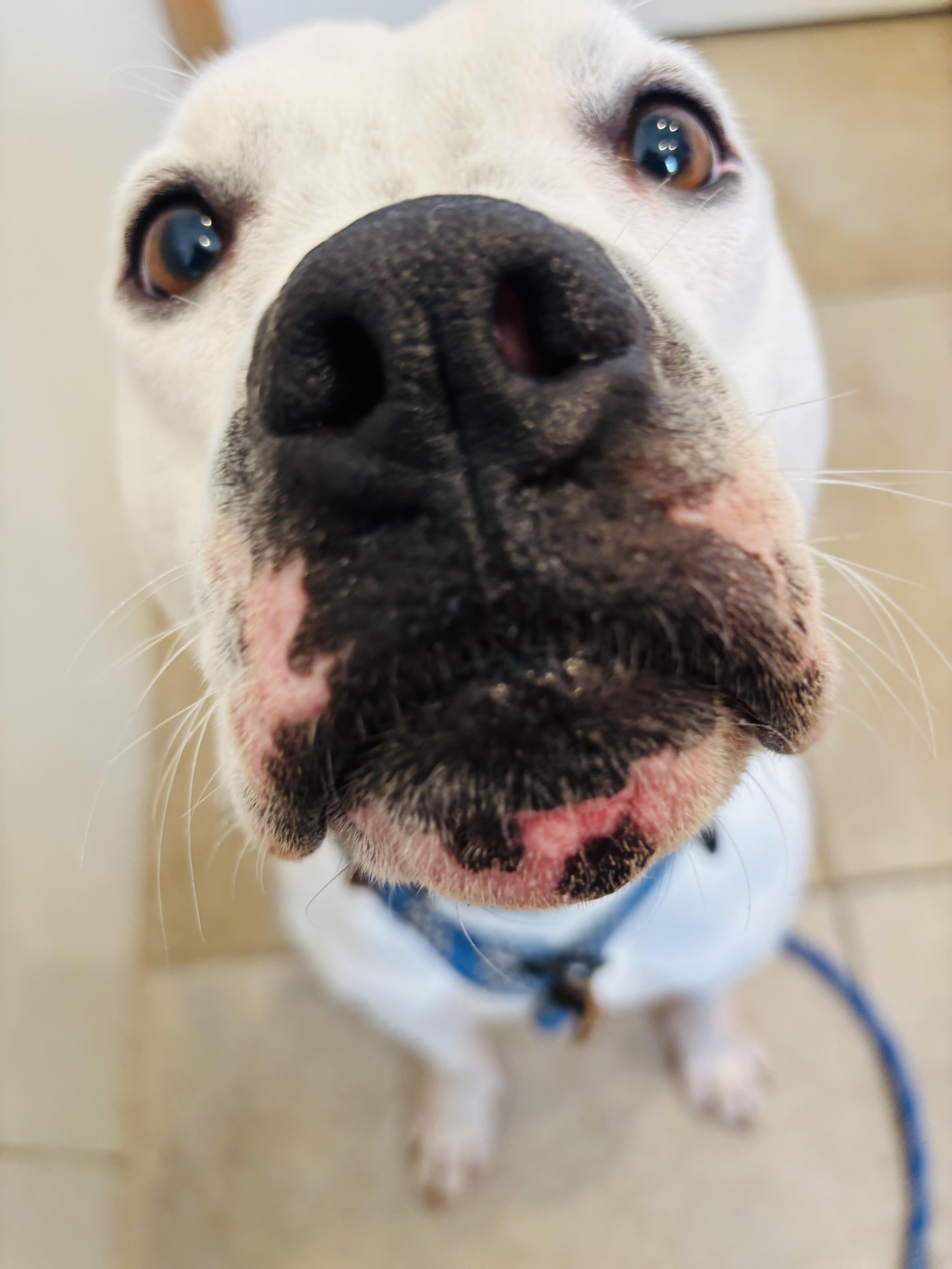 Stark, a Adoptable mixed breed in Rogers, AR image 1/2