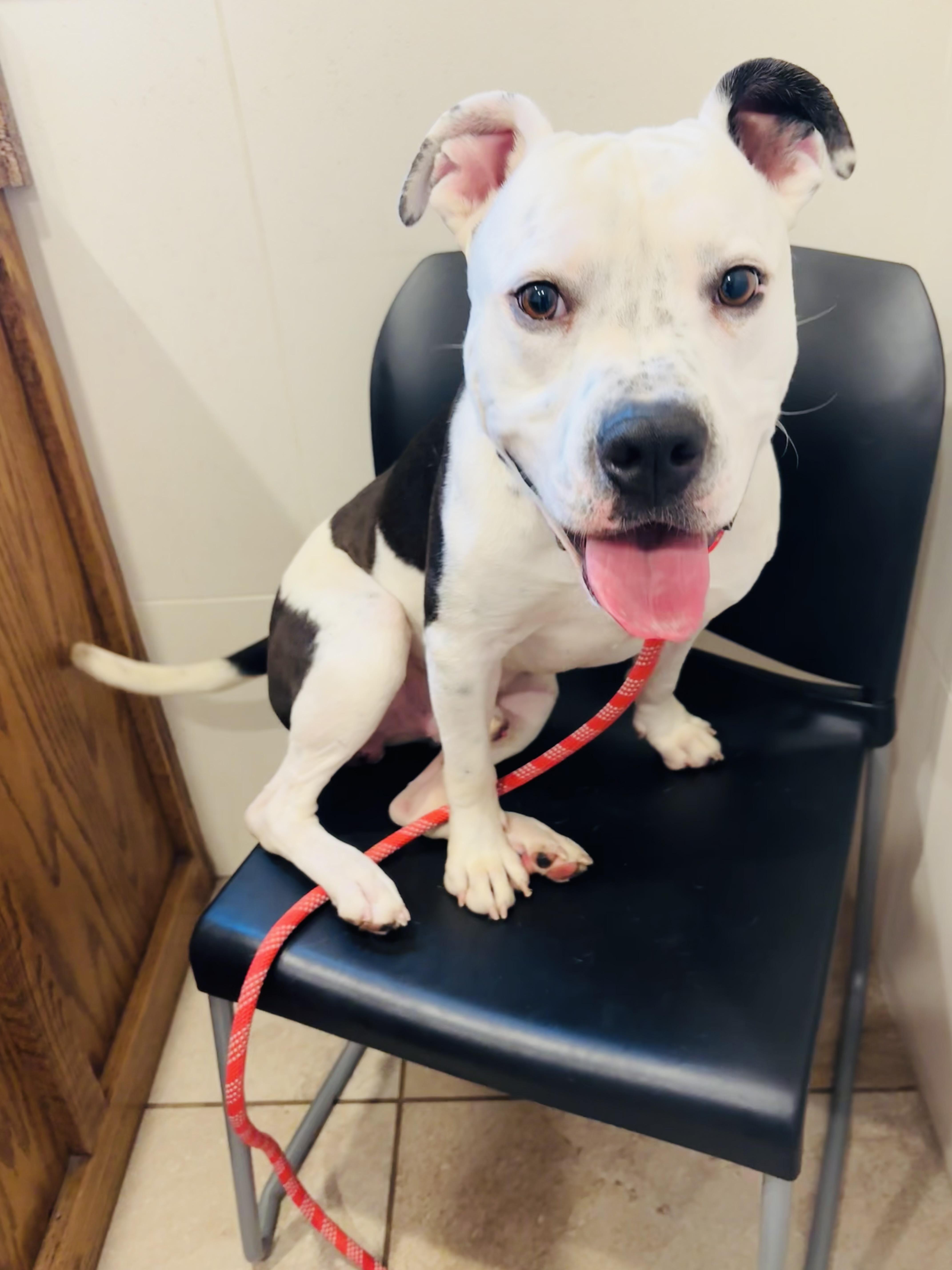 Stark, a Adoptable mixed breed in Rogers, AR image 2/2