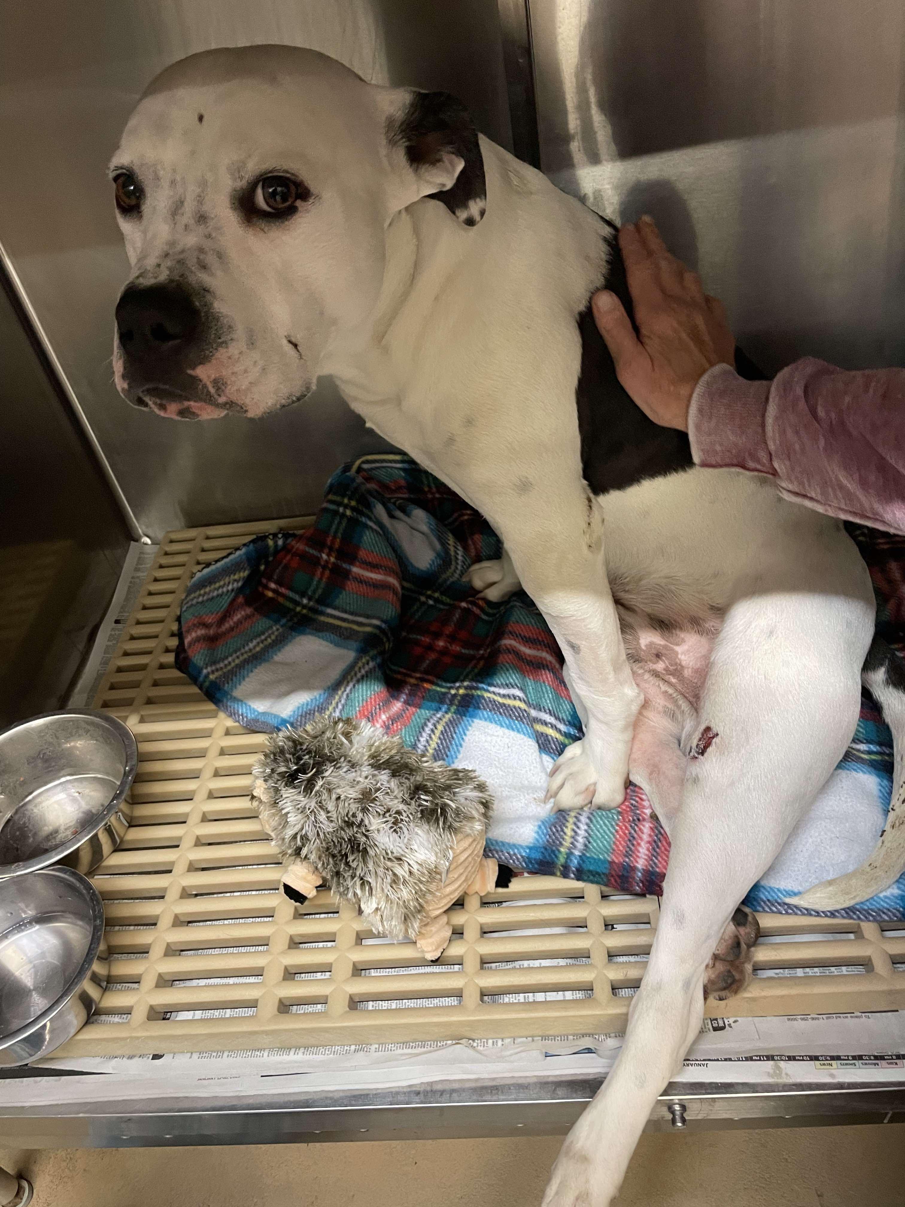 Stark, Adult Male Pit Bull Terrier