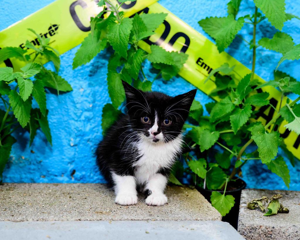 Enlarge Francesca, an adopted Domestic Short Hair in Jefferson, LA image 1/3