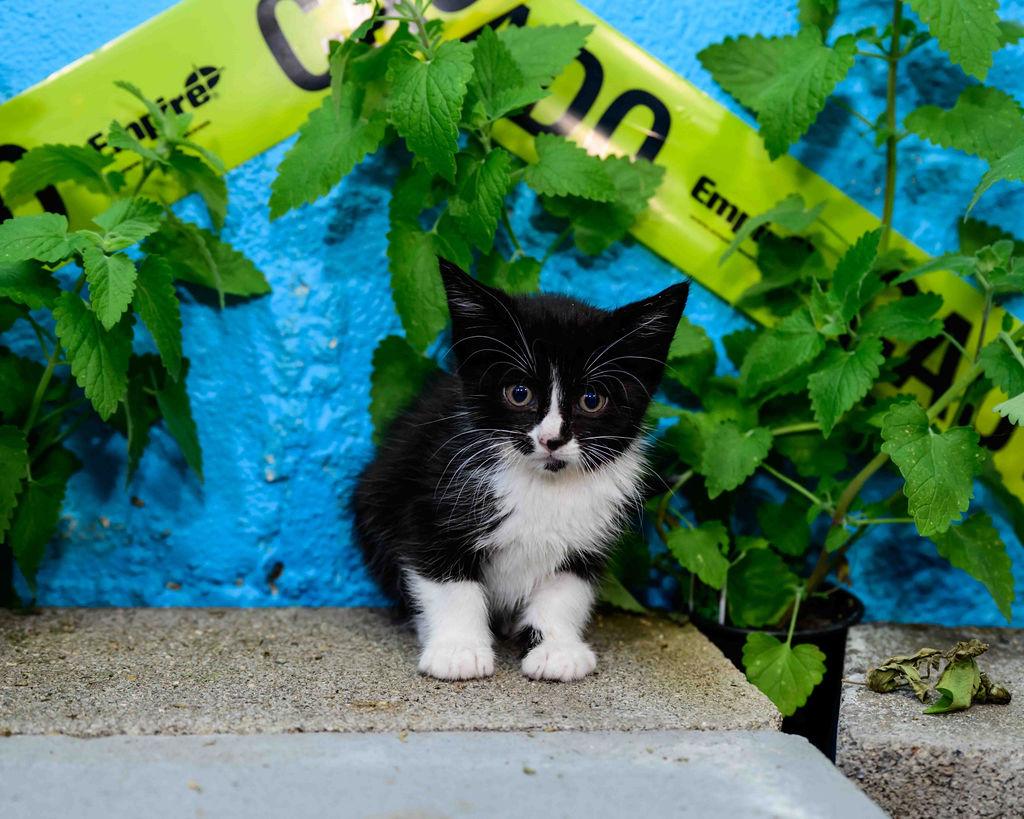 Enlarge Francesca, an adopted Domestic Short Hair in Jefferson, LA image 3/3