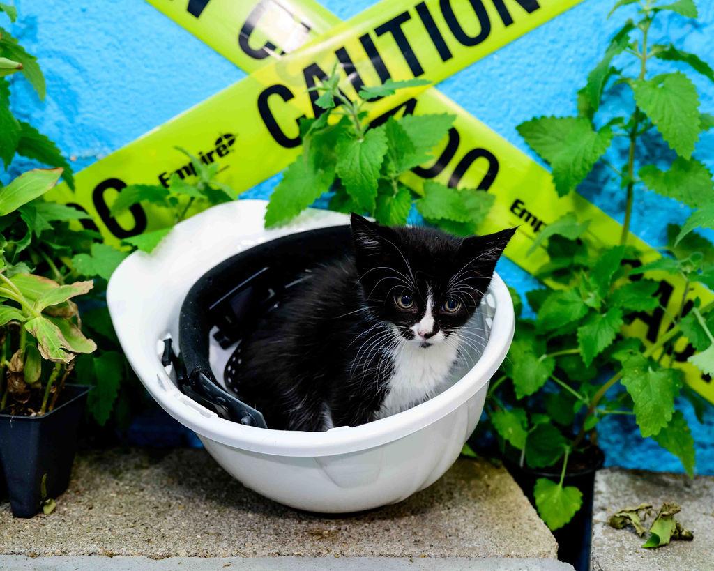 Enlarge Francesca, an adopted Domestic Short Hair in Jefferson, LA image 2/3