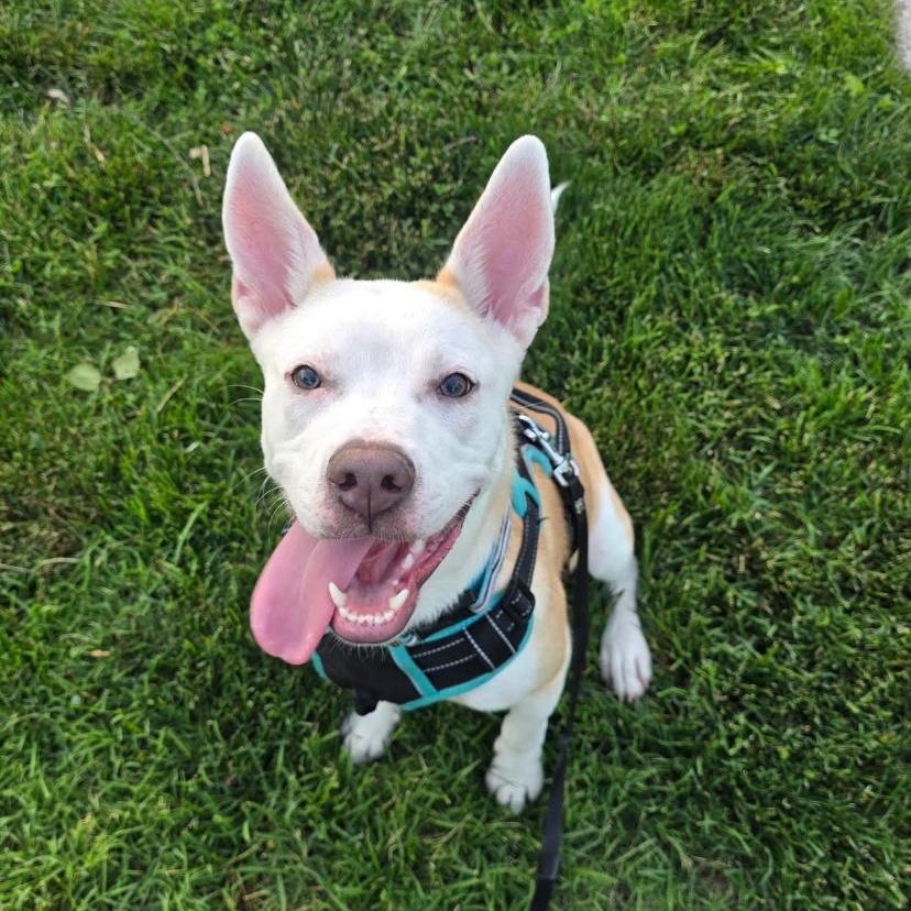 Violet, a ADOPTABLE mixed breed in Philadelphia, PA image 2/6