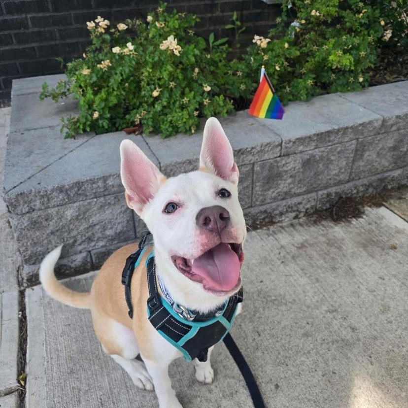 Violet, a ADOPTABLE mixed breed in Philadelphia, PA image 3/6