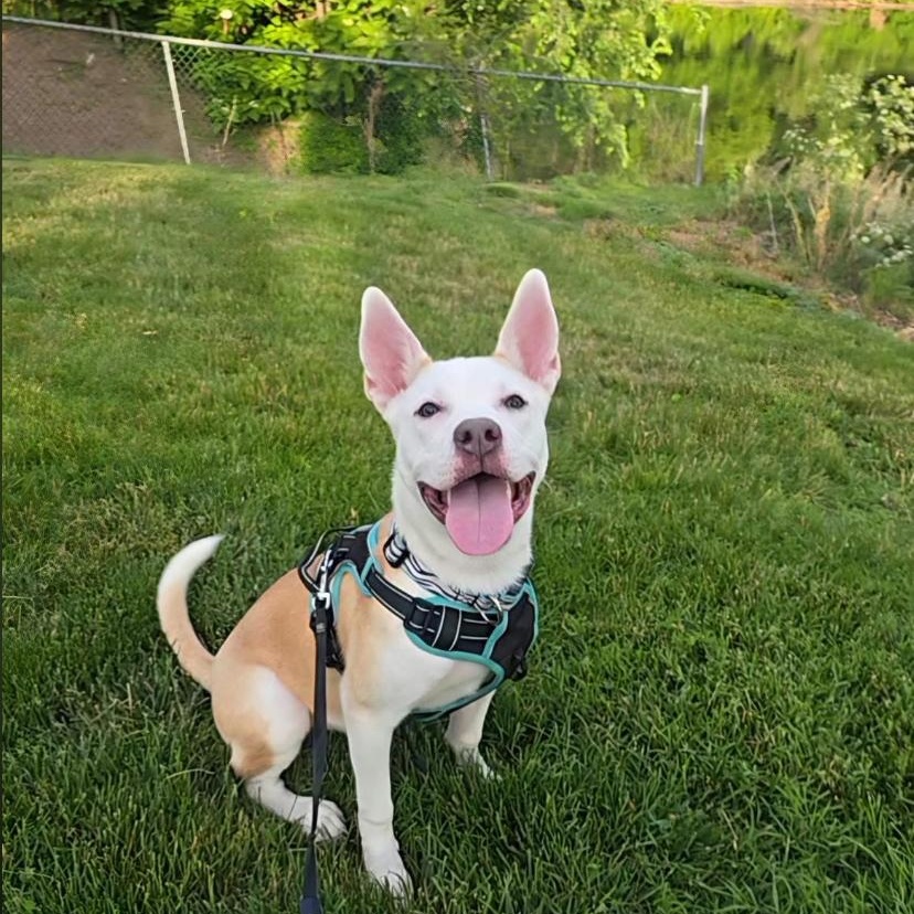 Violet, ADOPTABLE, Puppy Female Pit Bull Terrier & Husky.