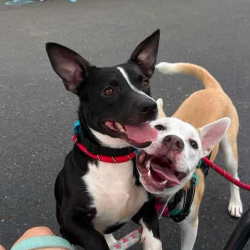 Violet, a ADOPTABLE mixed breed in Philadelphia, PA image 6/6