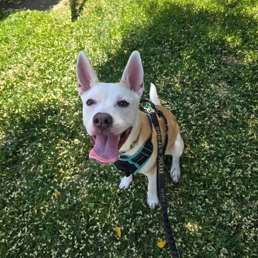 Violet, a ADOPTABLE mixed breed in Philadelphia, PA image 5/6