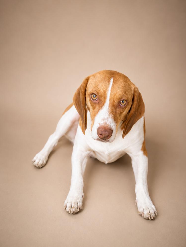 Daisy, Adoptable, Adult Female Beagle.