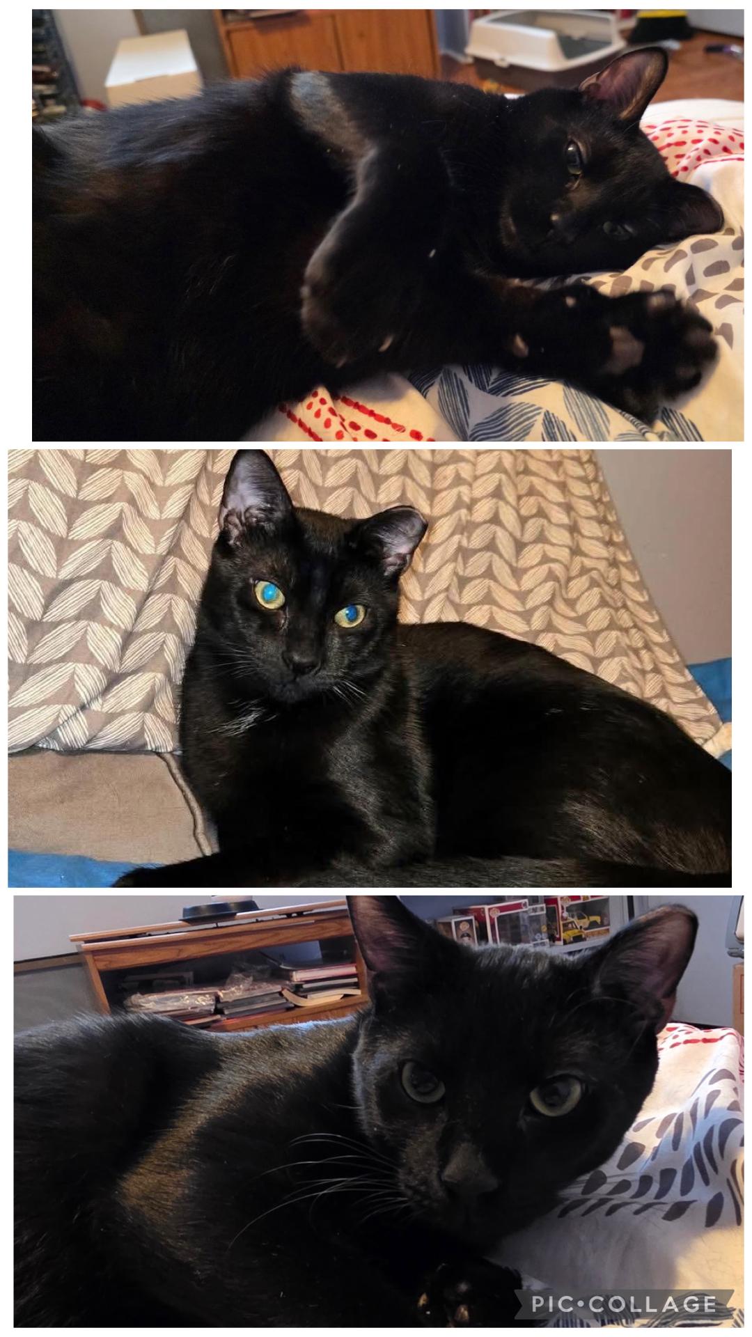 Enlarge Jack ( Affectionate, & Playful ), a ADOPTABLE Domestic Short Hair in Staten island, NY image 3/5