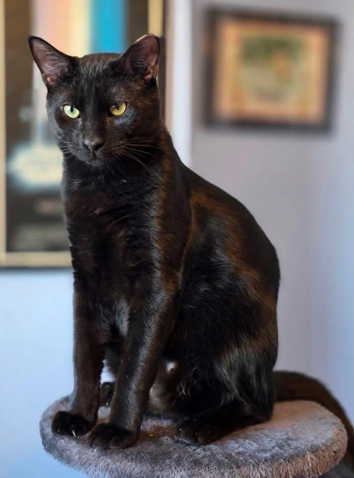 Jack ( Affectionate, & Playful ), ADOPTABLE, Young Male Domestic Short Hair.
