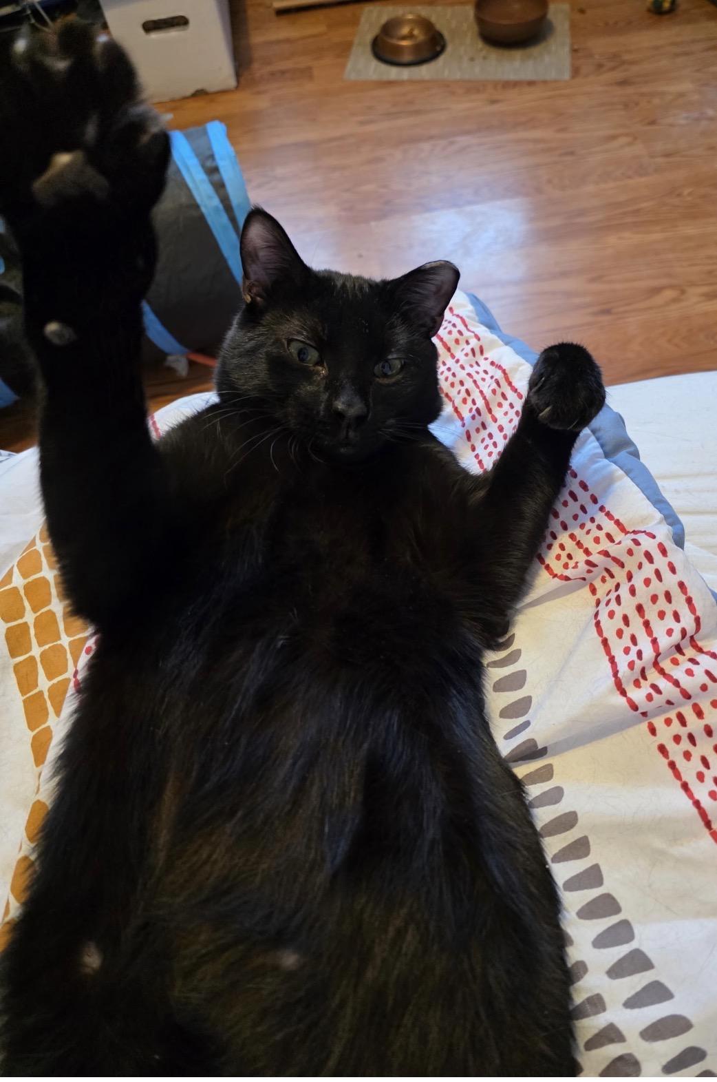 Enlarge Jack ( Affectionate, & Playful ), a ADOPTABLE Domestic Short Hair in Staten island, NY image 1/5